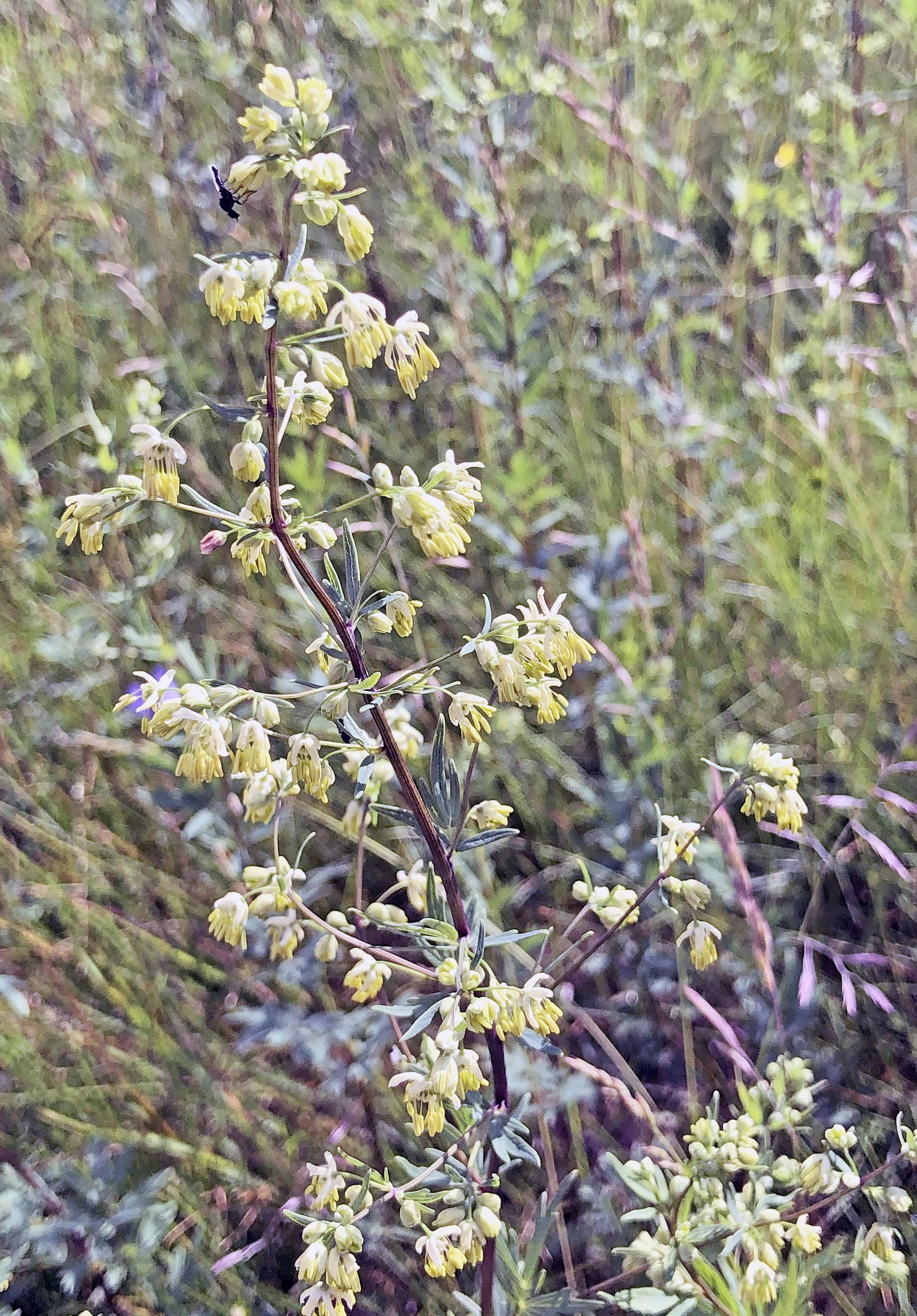 : Thalictrum simplex simplex.