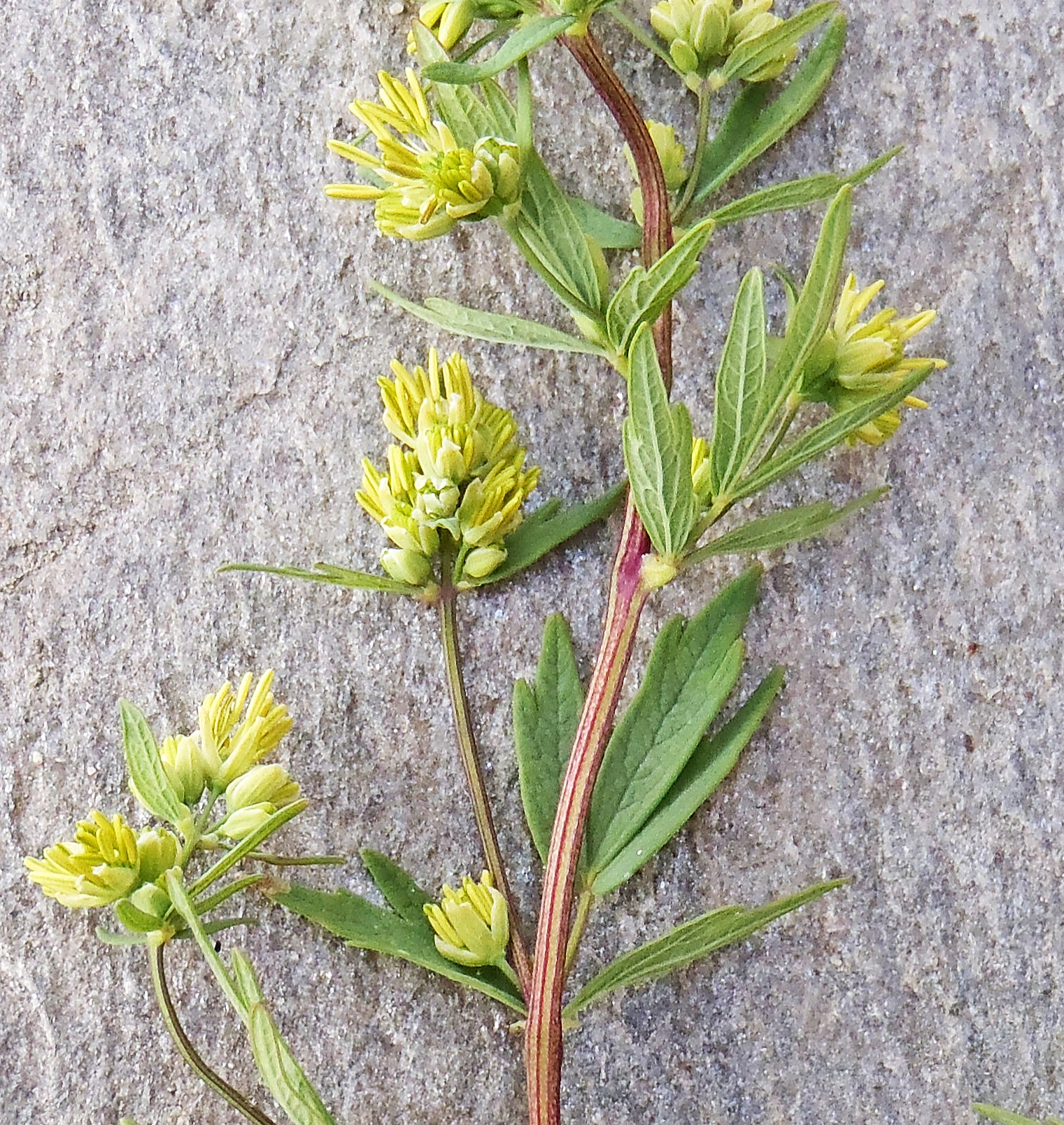 : Thalictrum simplex simplex.