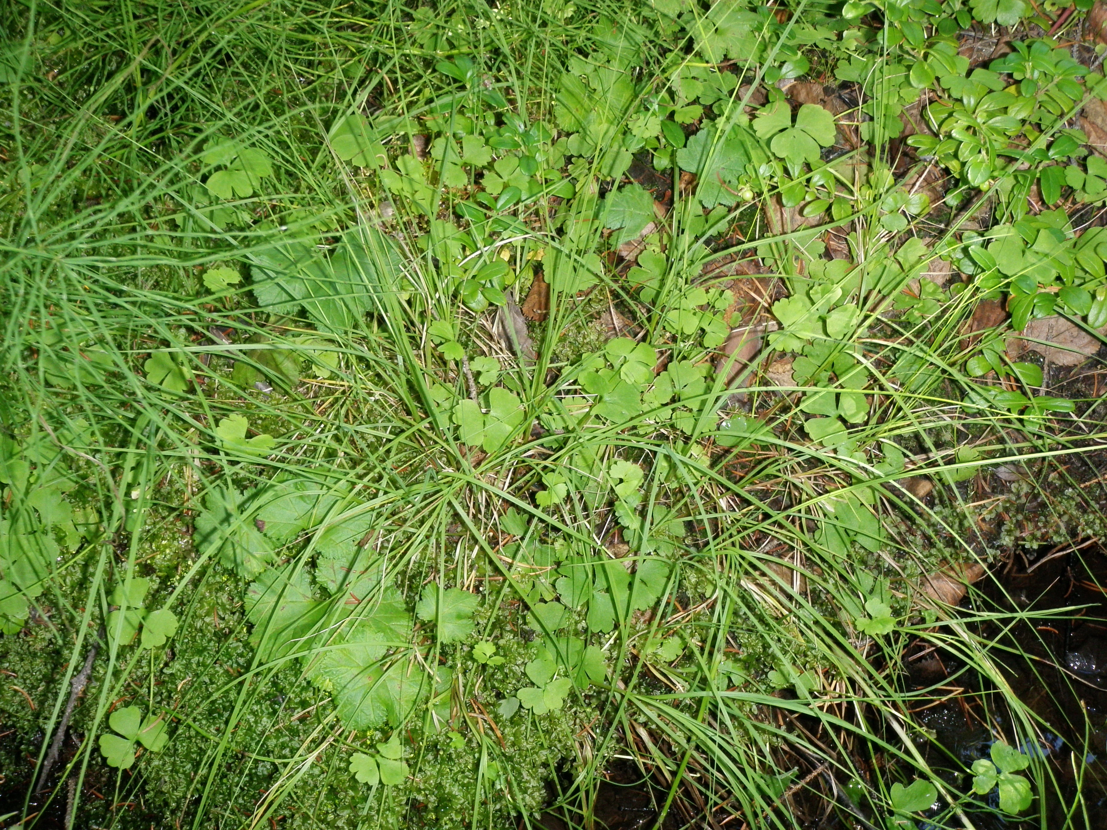 : Coptidium lapponicum.