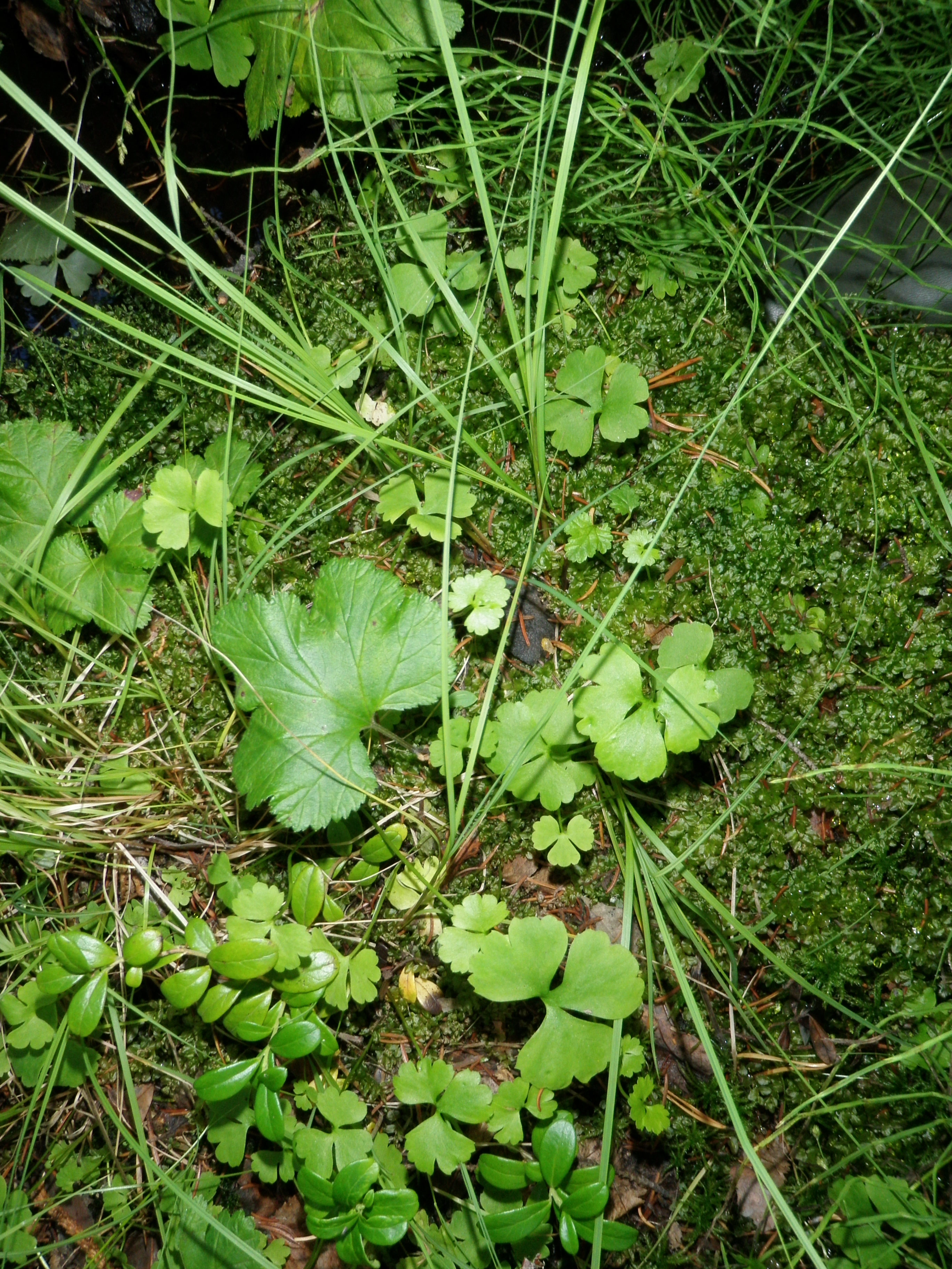 : Coptidium lapponicum.