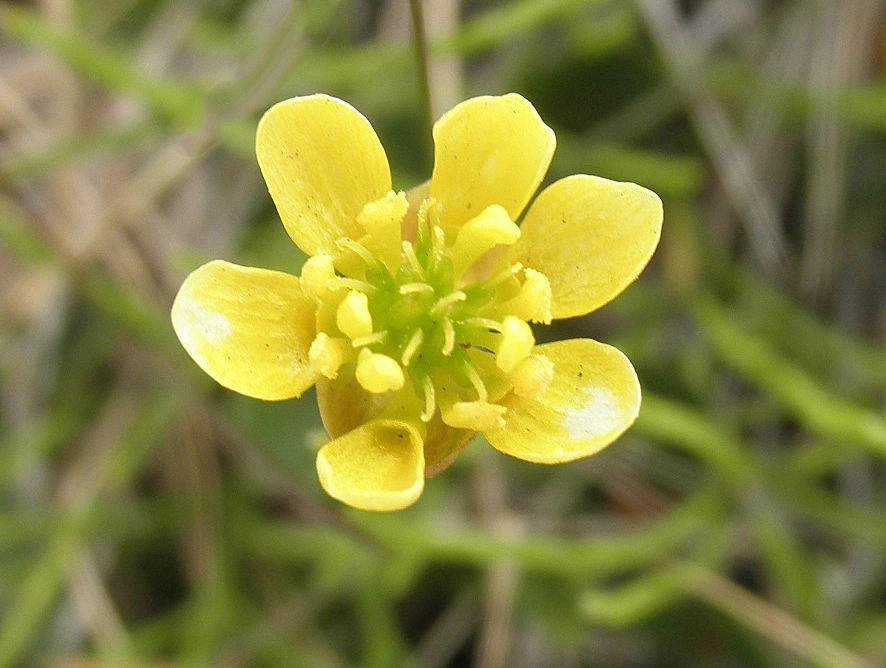 : Coptidium lapponicum.