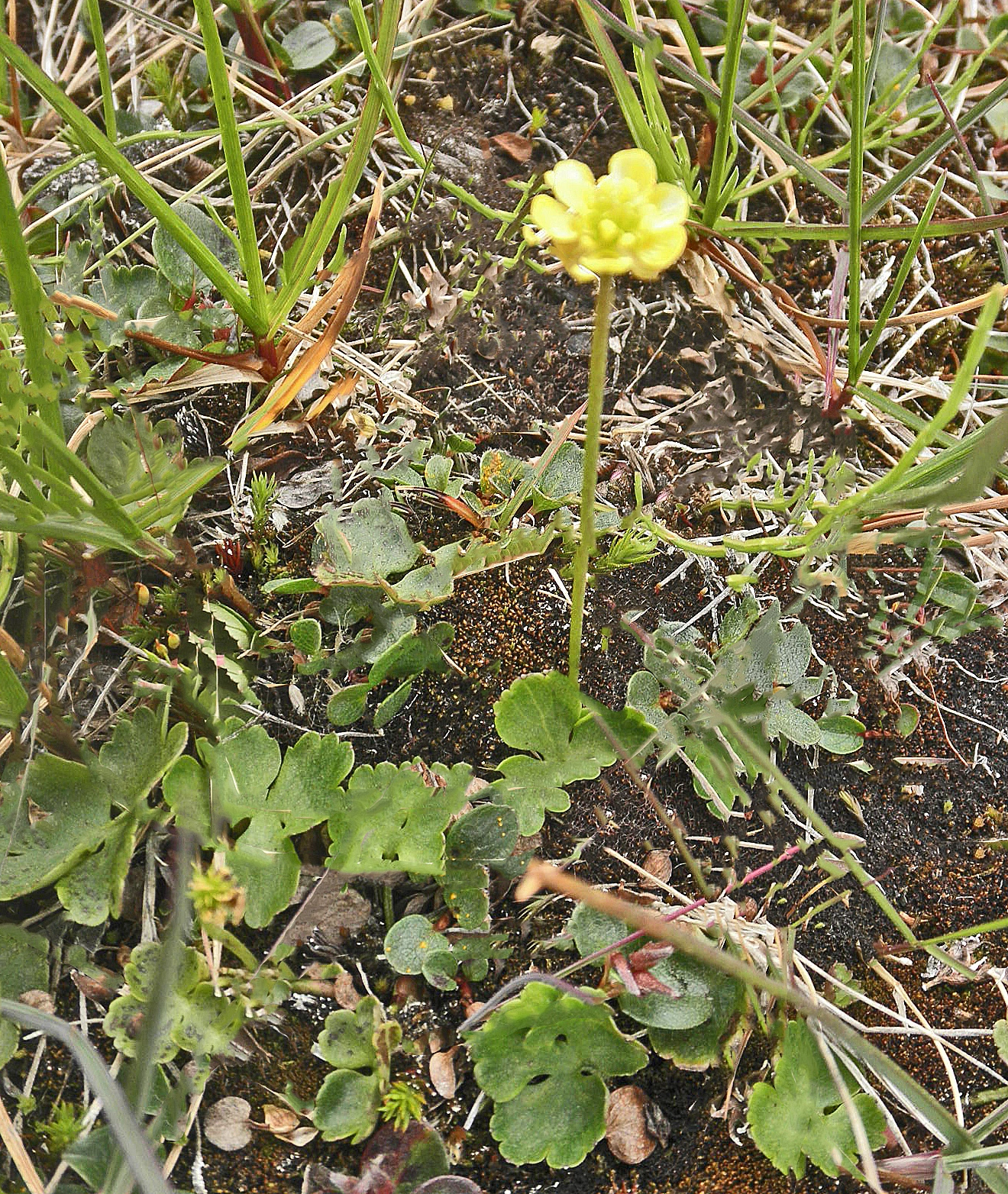 : Coptidium lapponicum.