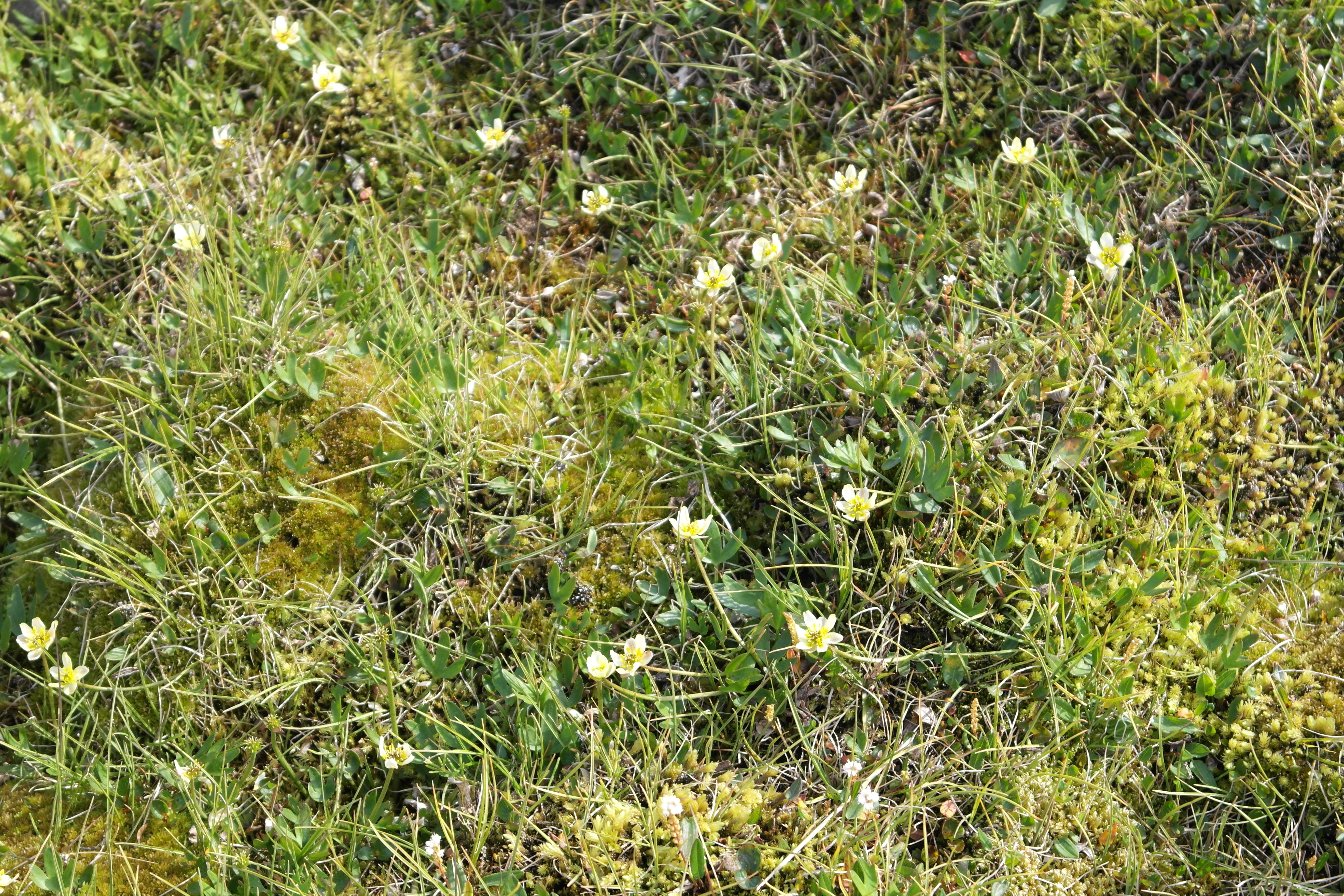 : Coptidium ×spitsbergense.
