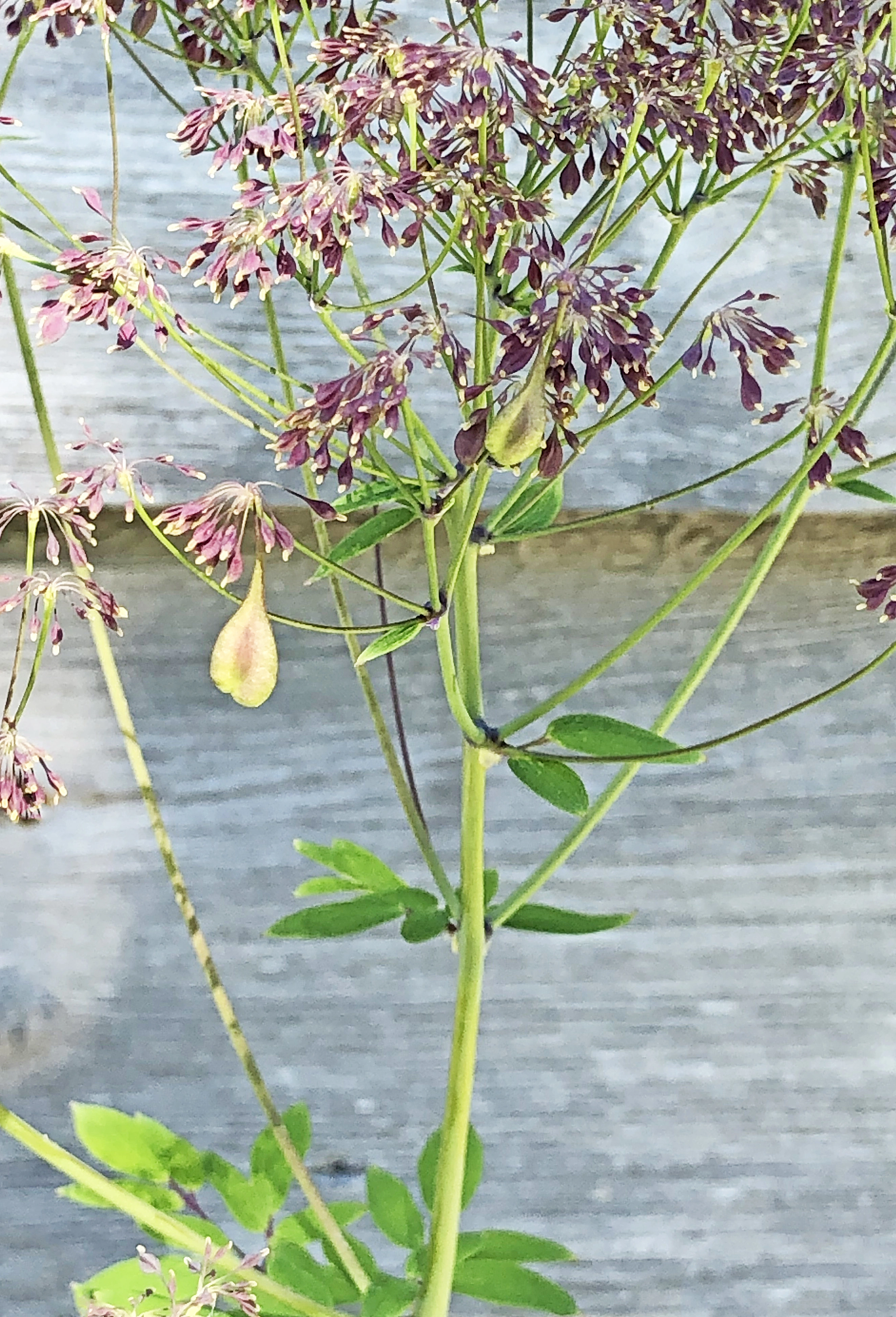 : Thalictrum aquilegiifolium.