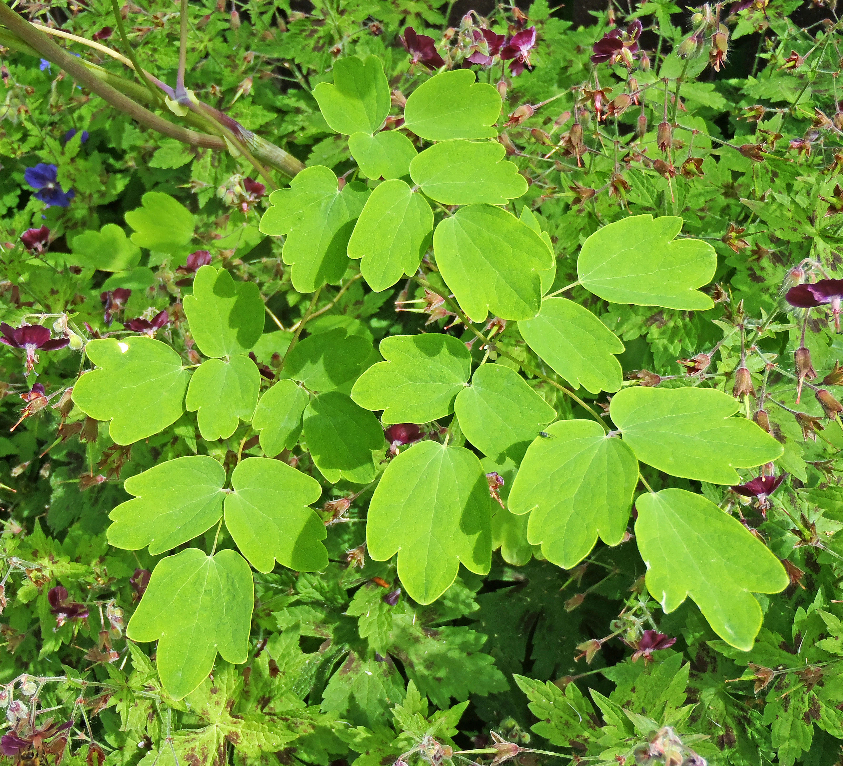 : Thalictrum aquilegiifolium.