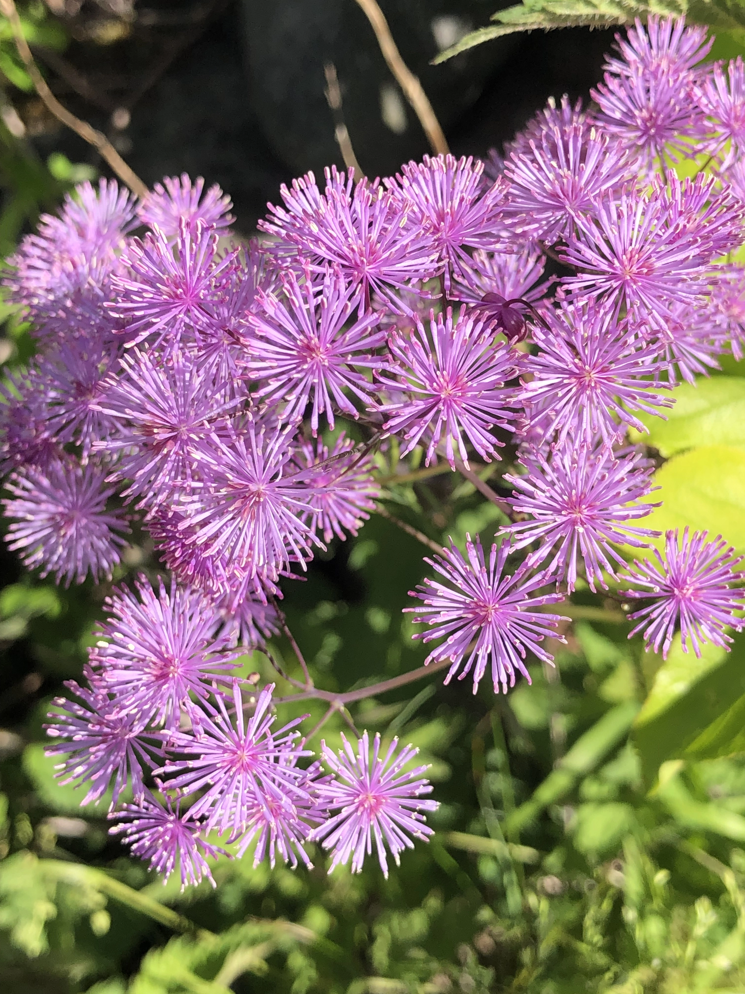 : Thalictrum aquilegiifolium.