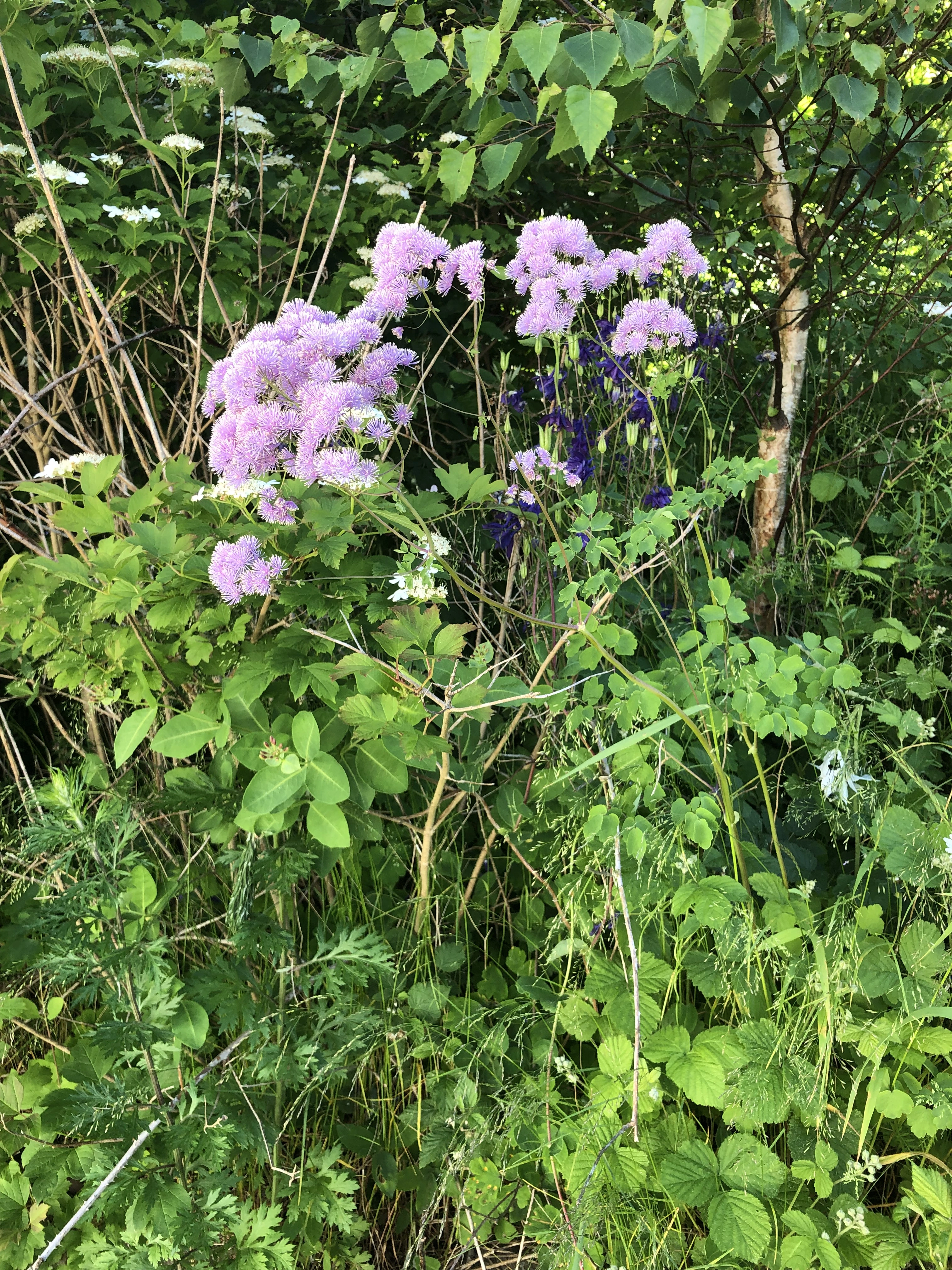 : Thalictrum aquilegiifolium.