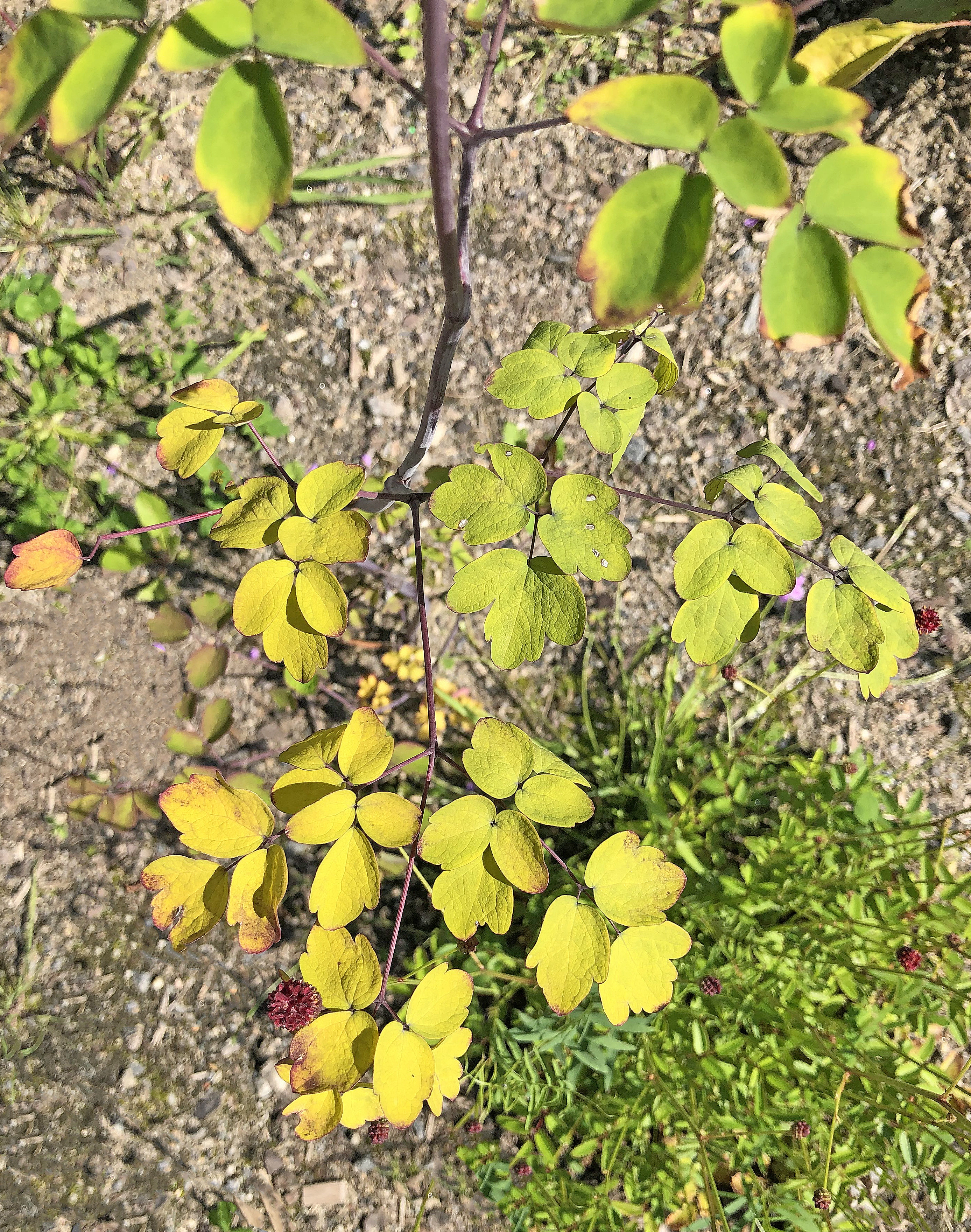 : Thalictrum delavayi.