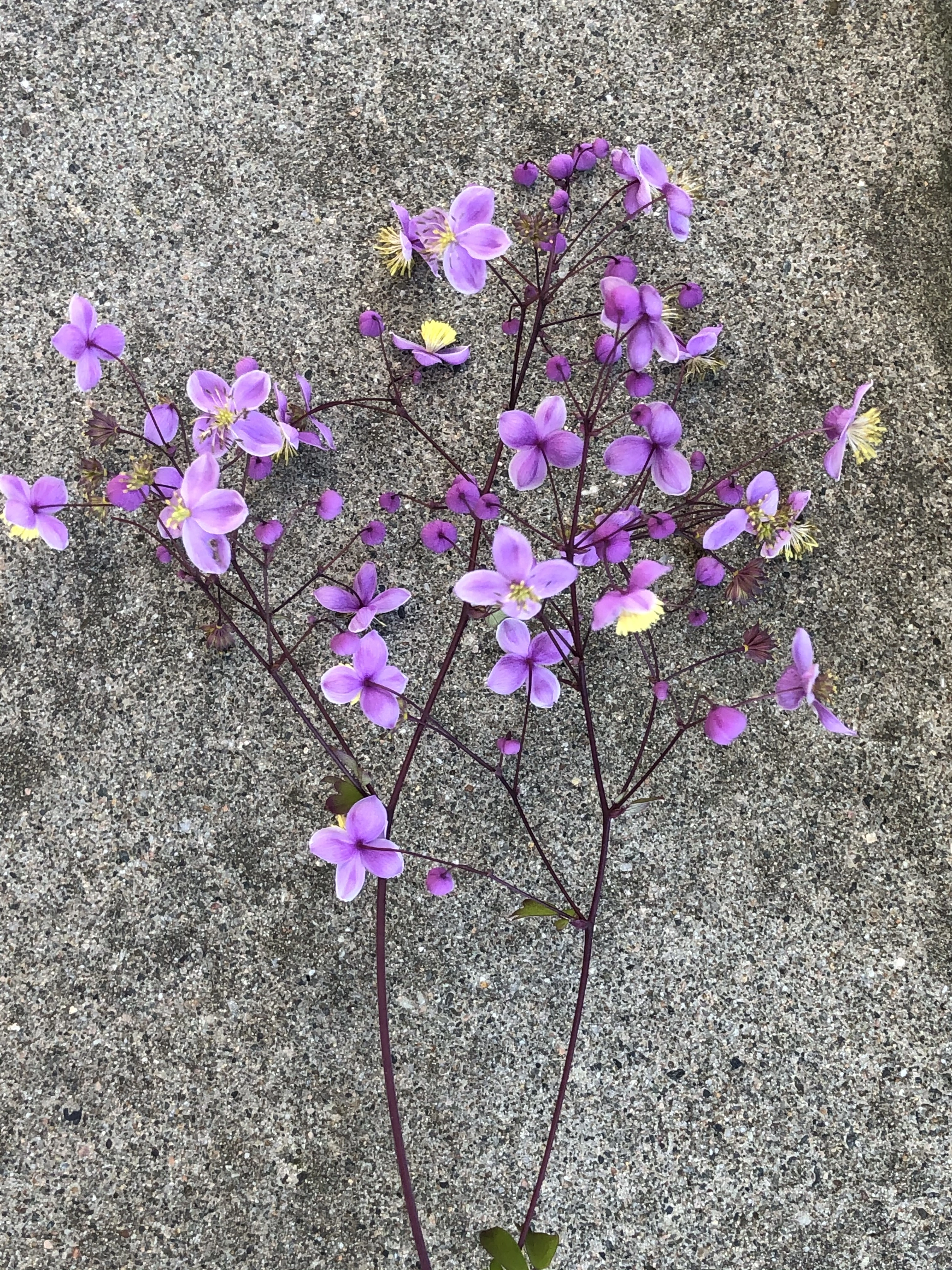 : Thalictrum delavayi.