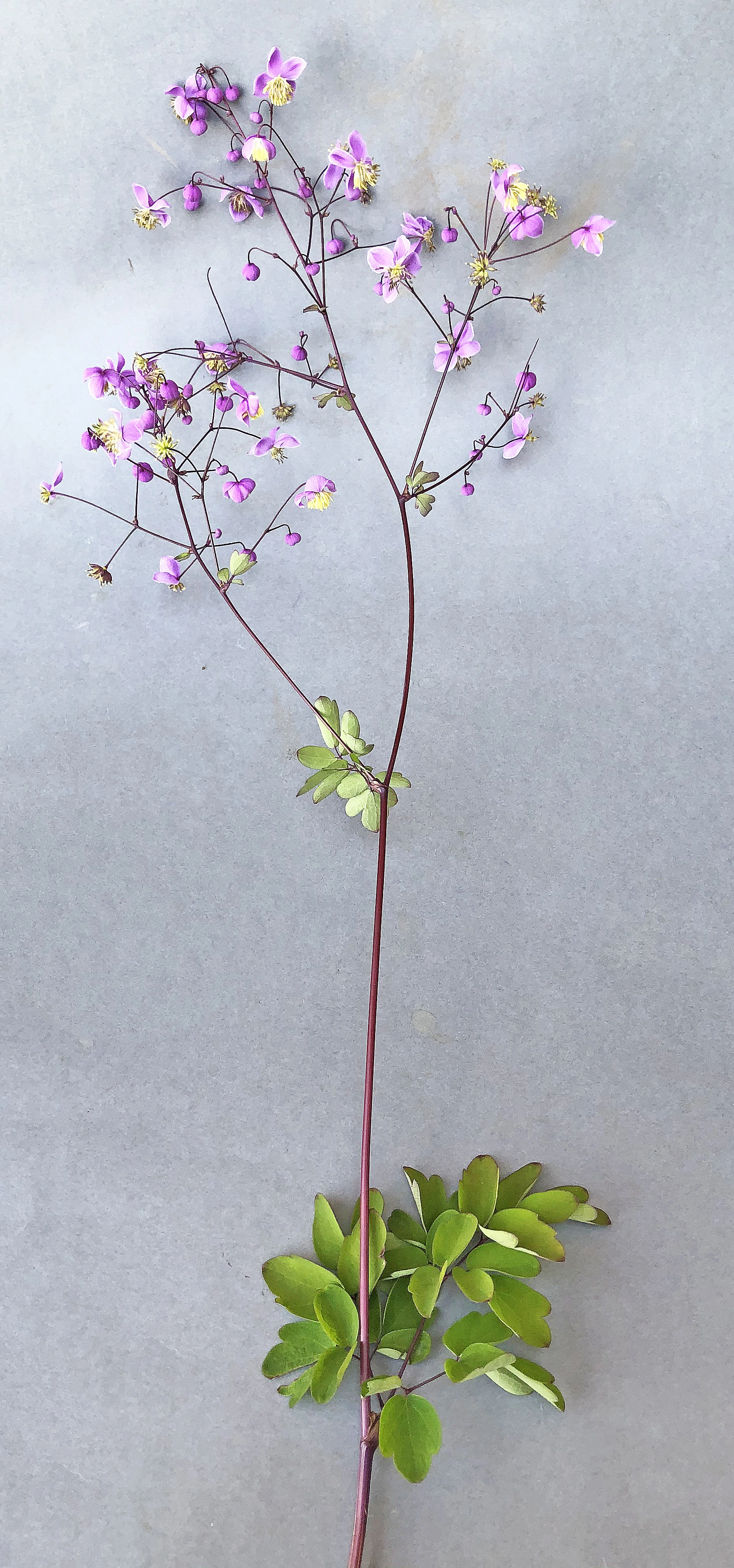 : Thalictrum delavayi.