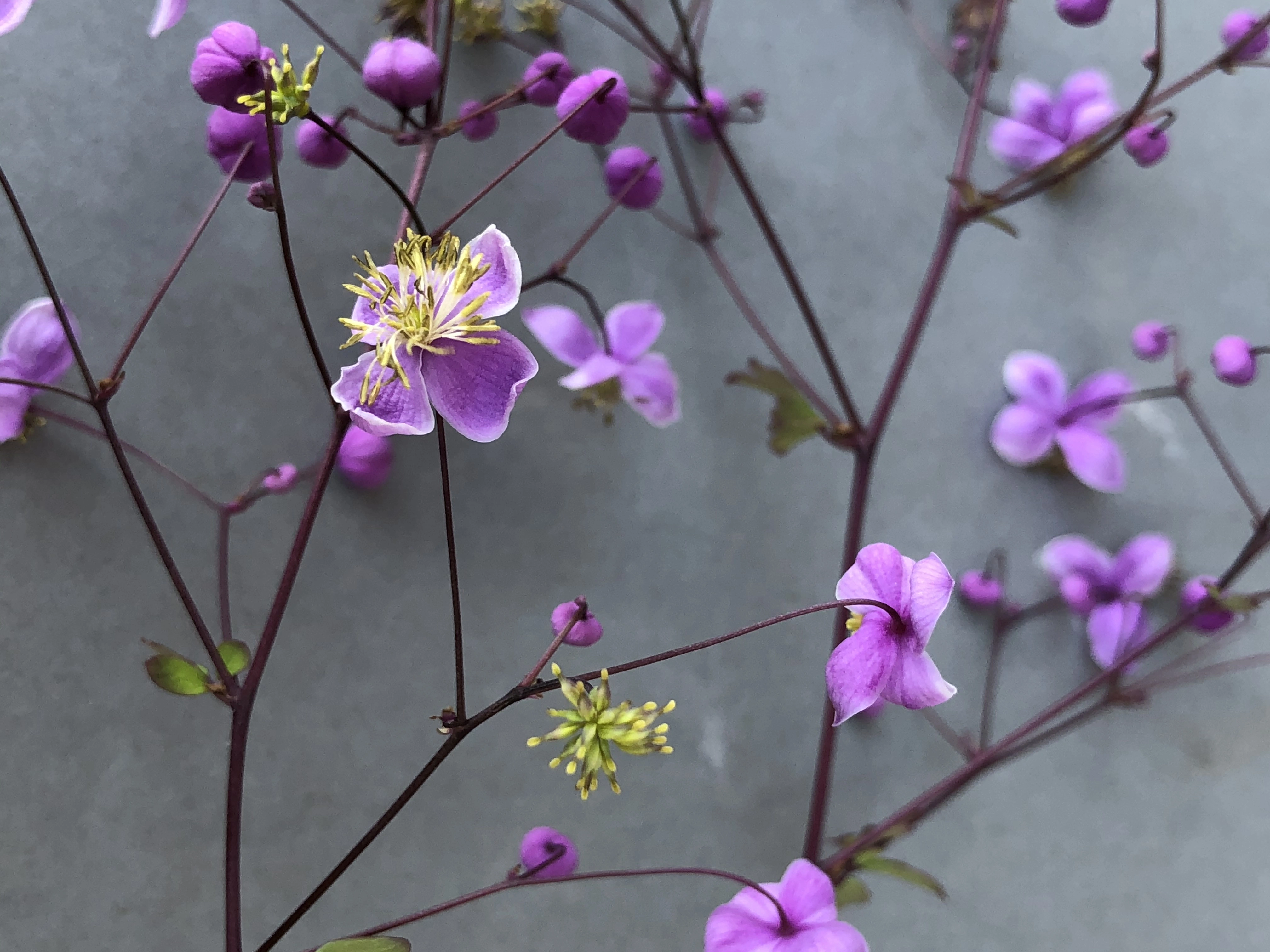 : Thalictrum delavayi.