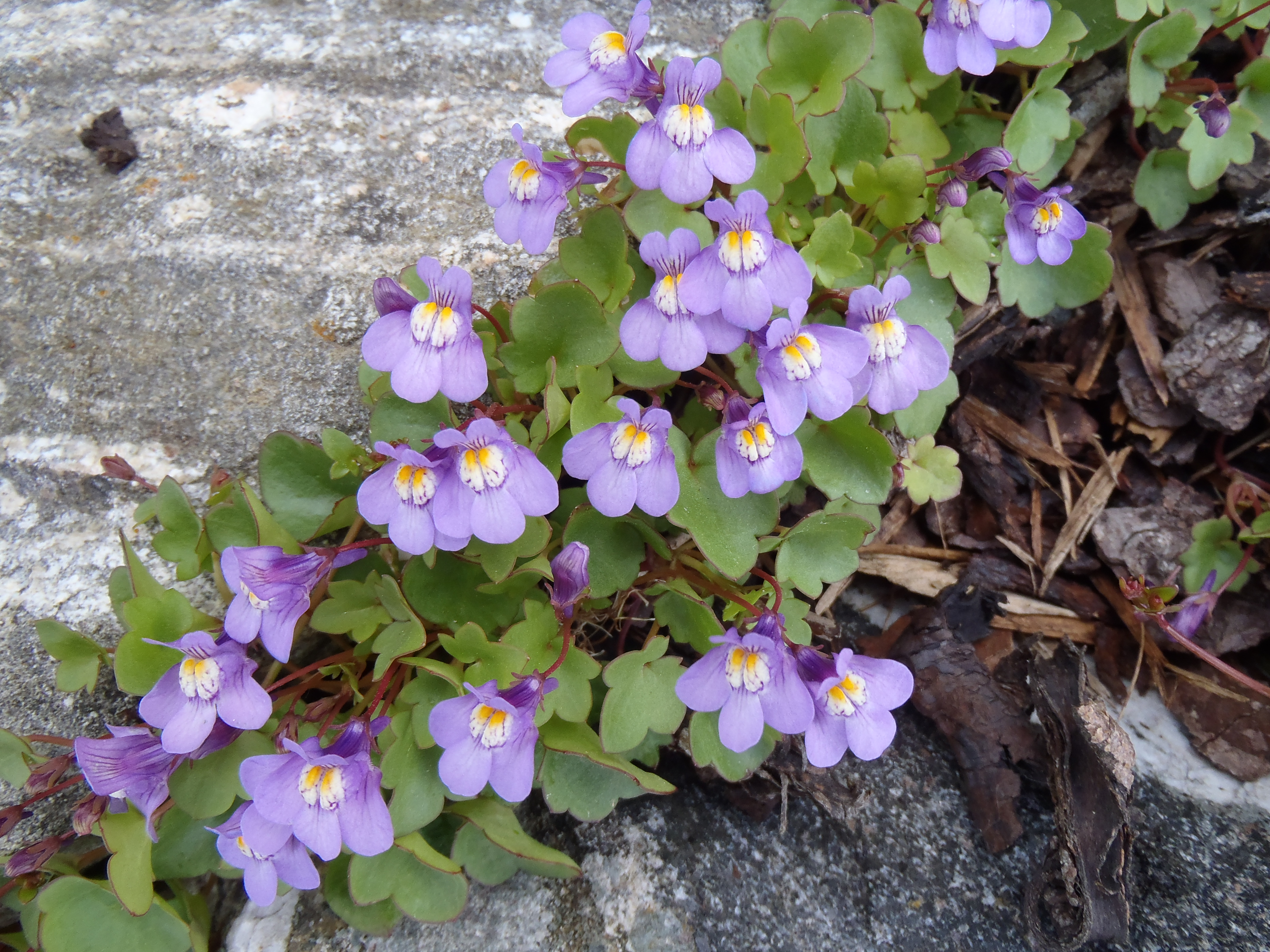 : Cymbalaria muralis.