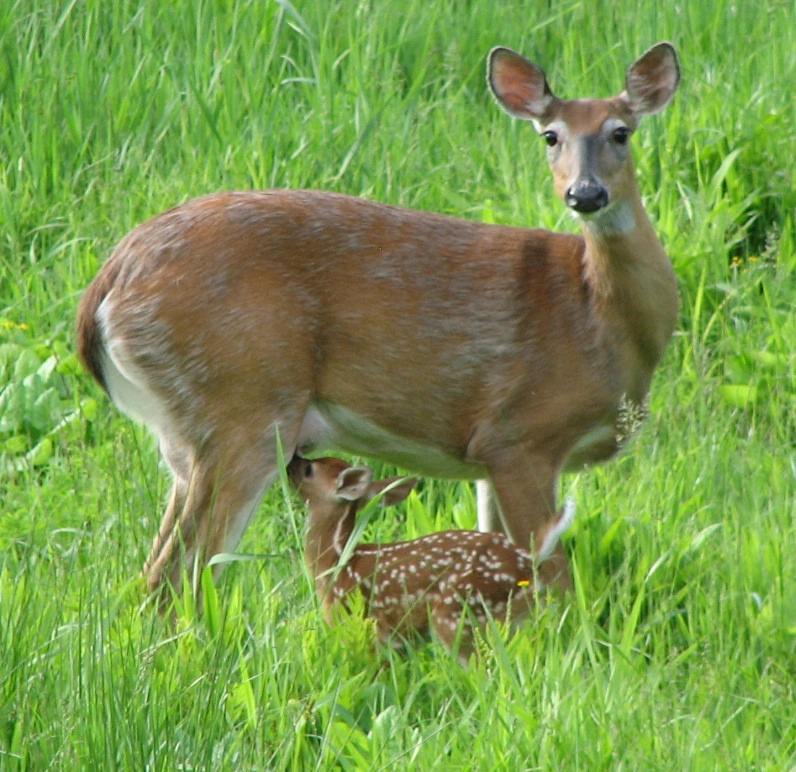 : Odocoileus virginianus.