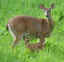 : Odocoileus virginianus.