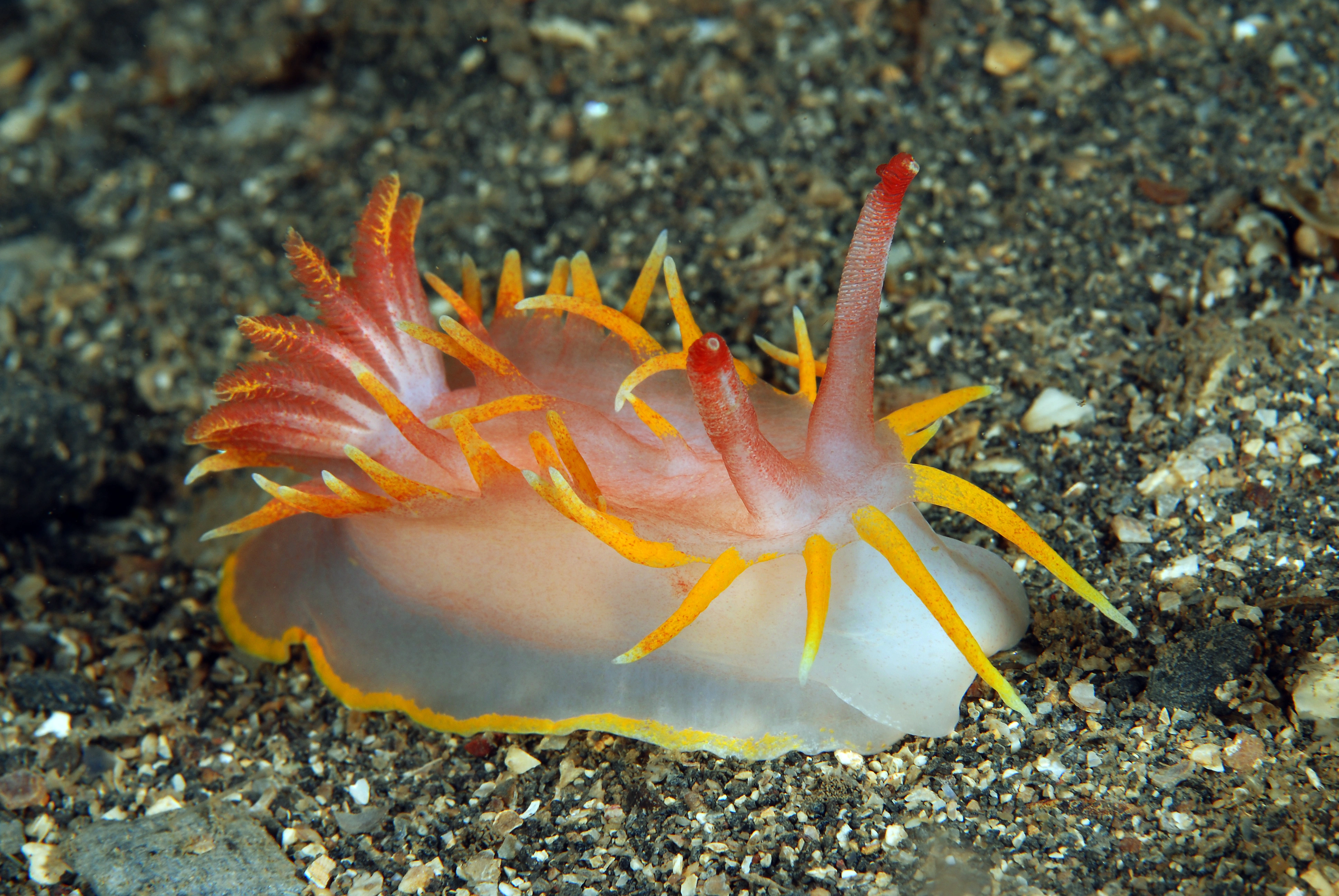 : Okenia elegans.