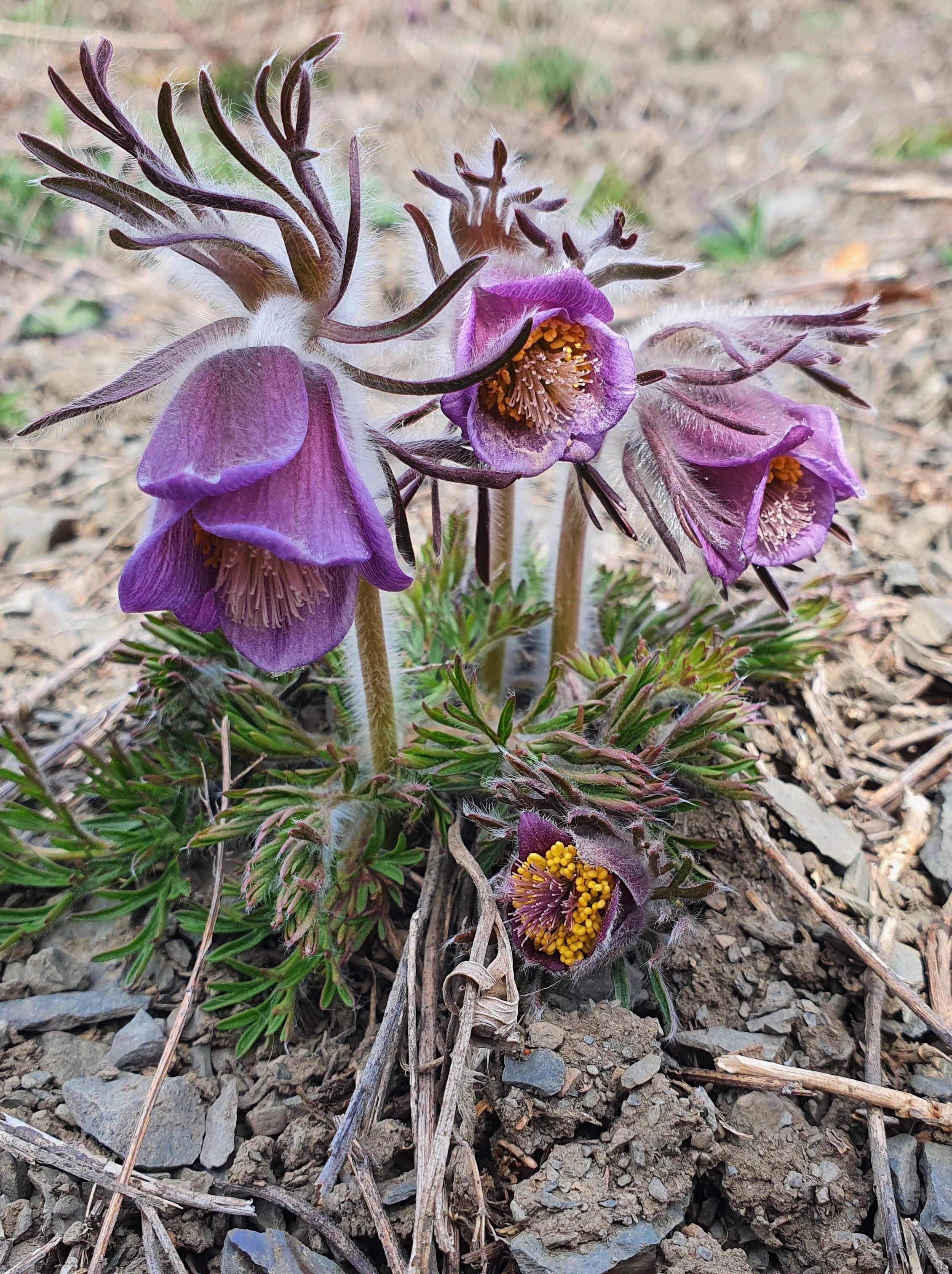 : Pulsatilla pratensis.