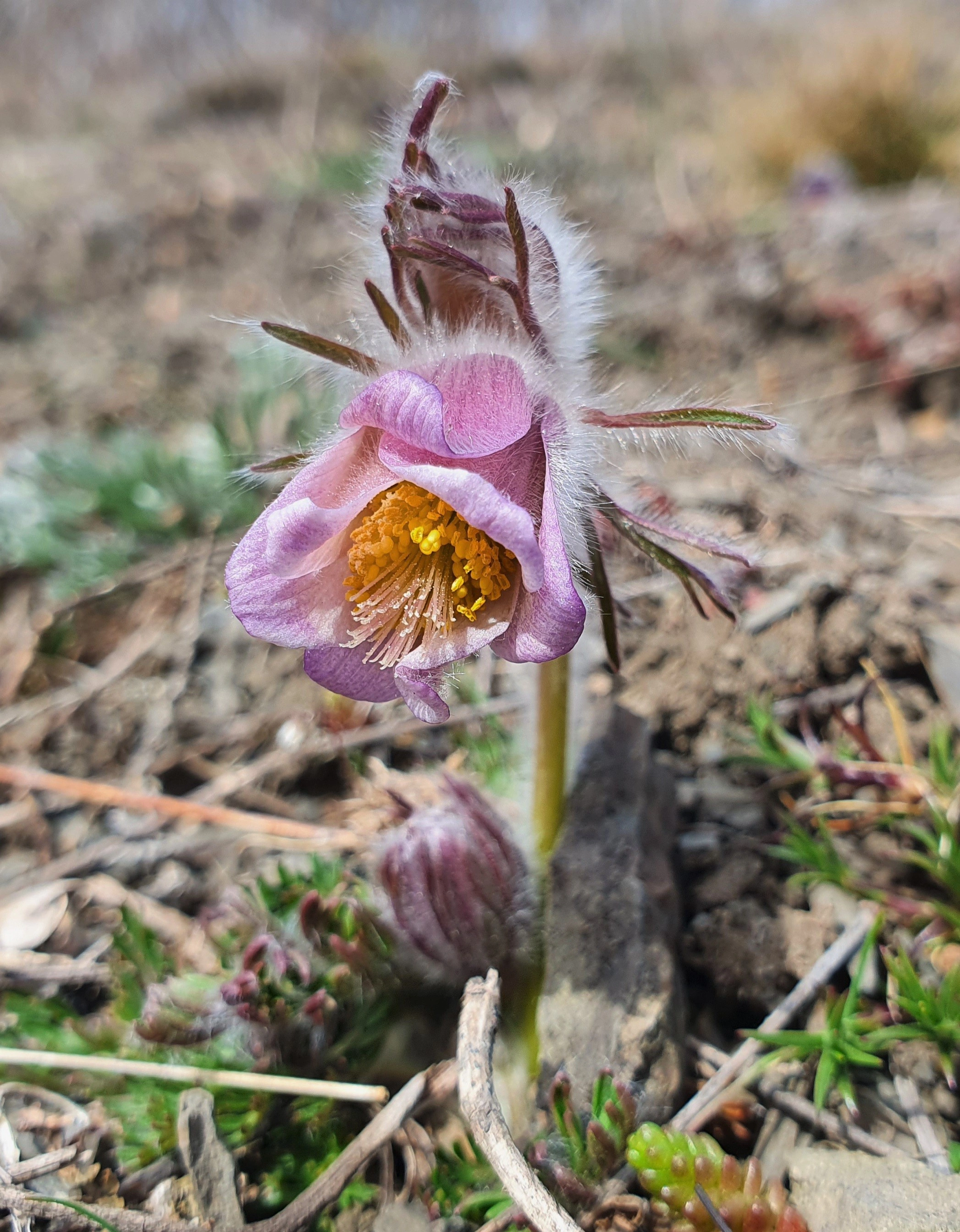 : Pulsatilla pratensis.