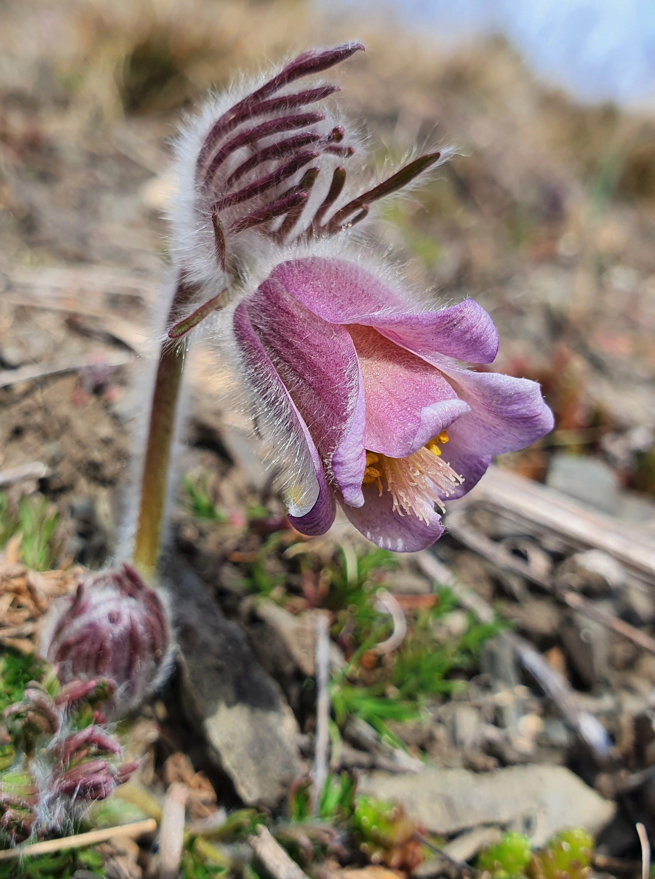 : Pulsatilla pratensis.