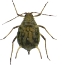 : Aphidoidea.
