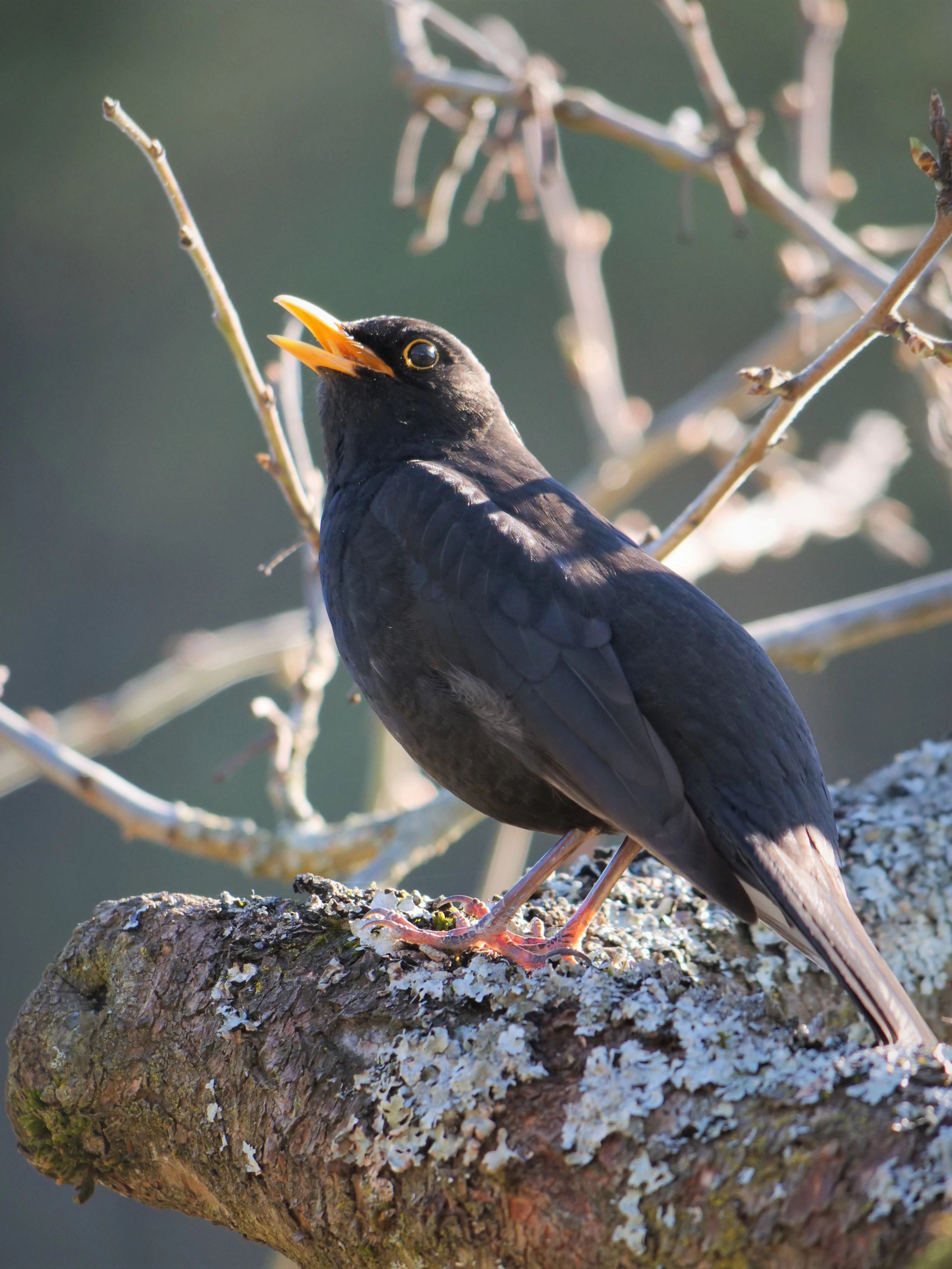 : Turdus merula.