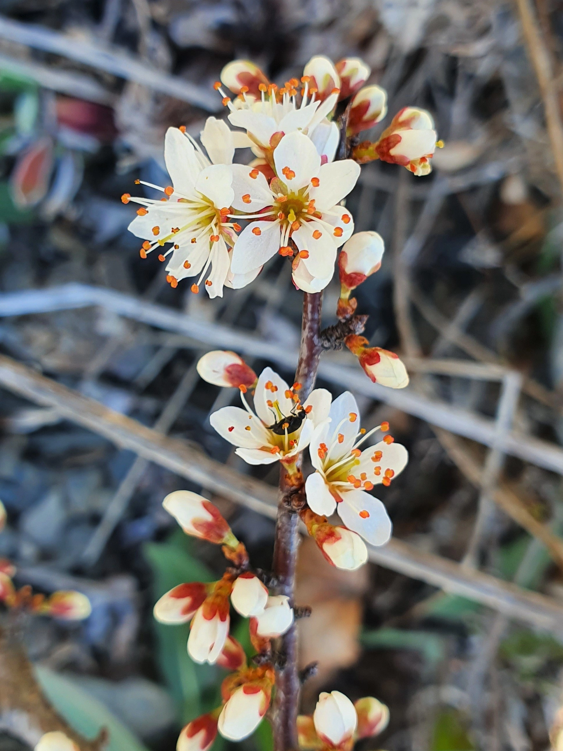 : Prunus spinosa.