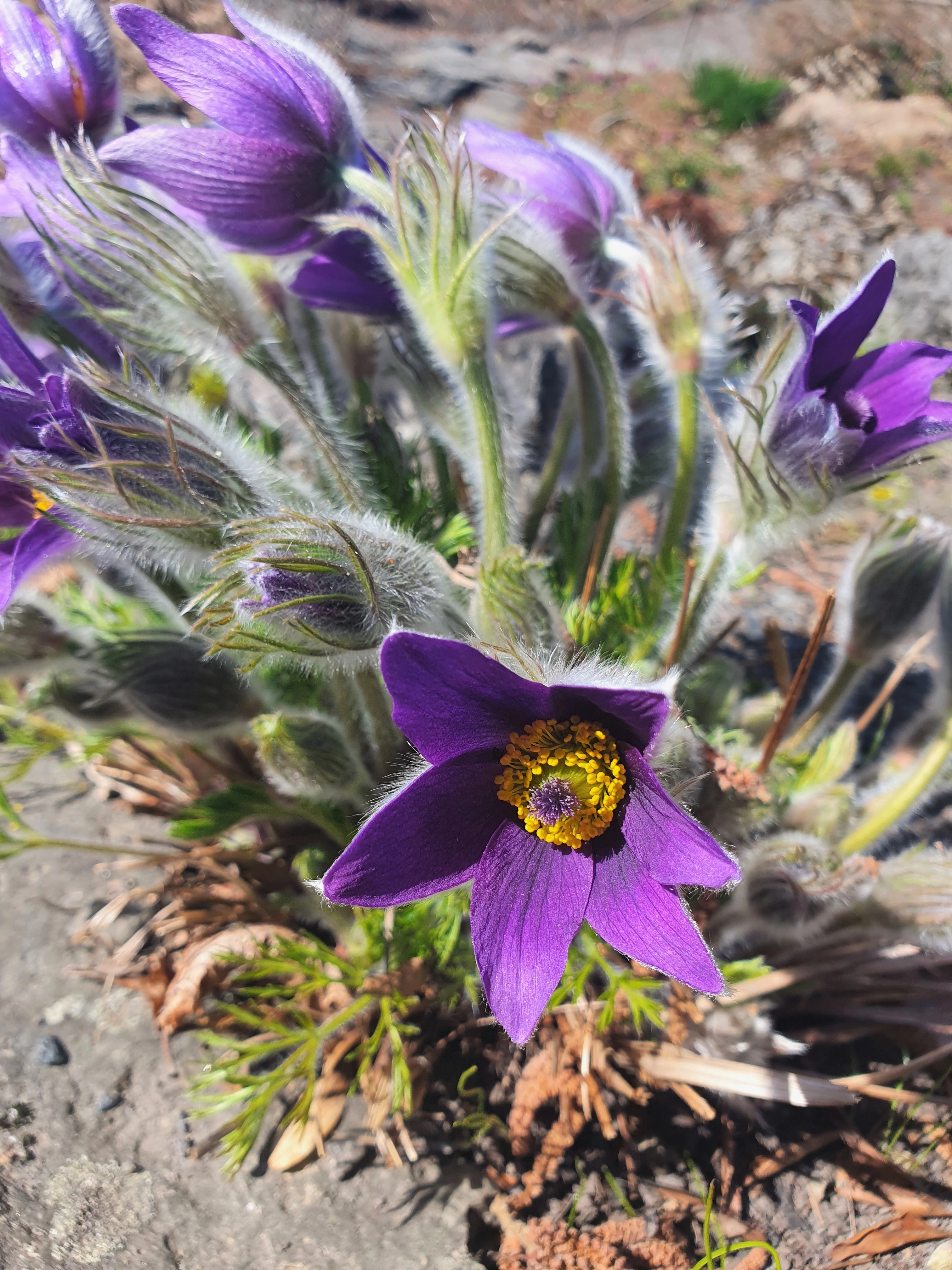 : Pulsatilla vulgaris.