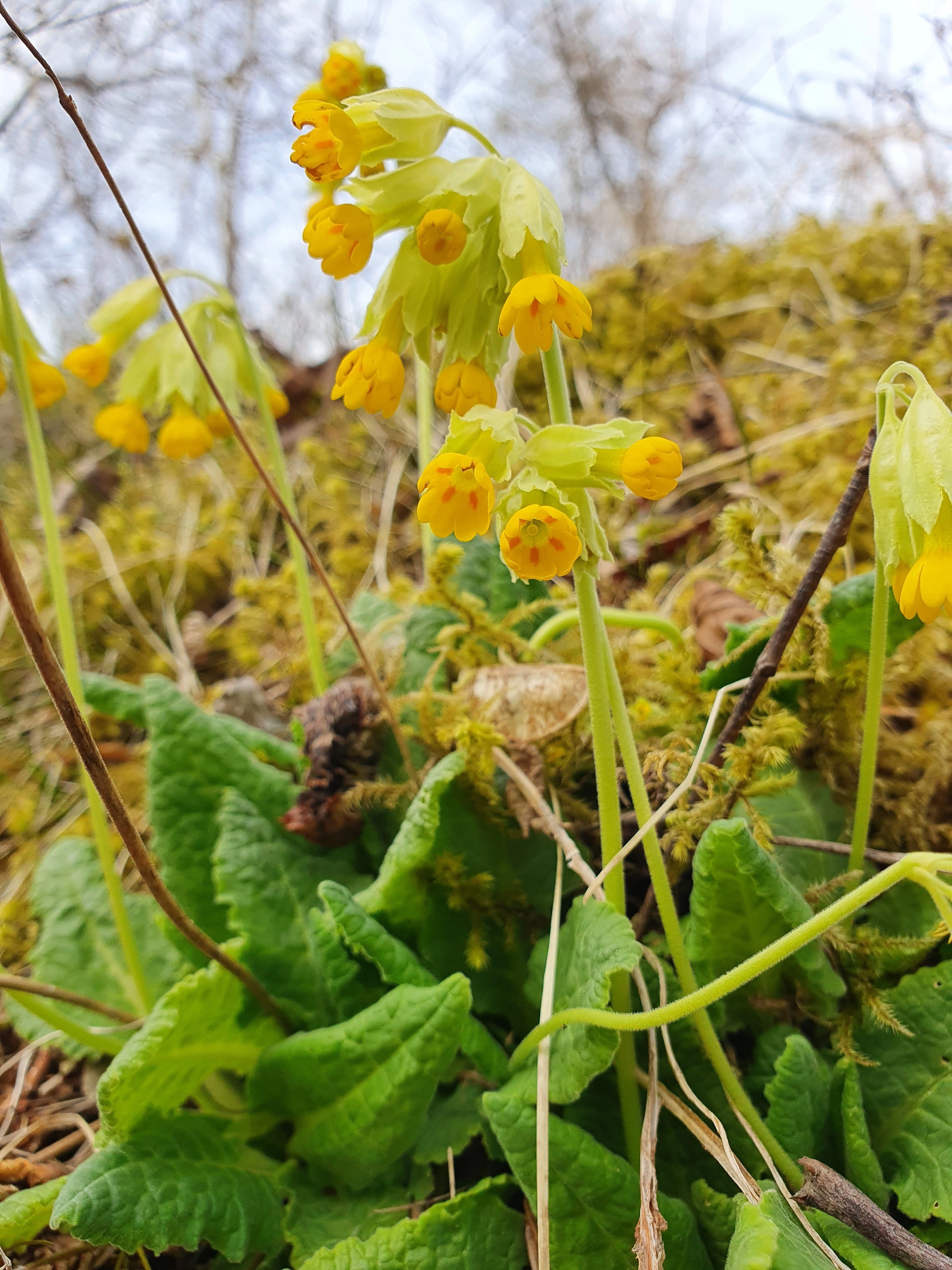 : Primula veris.