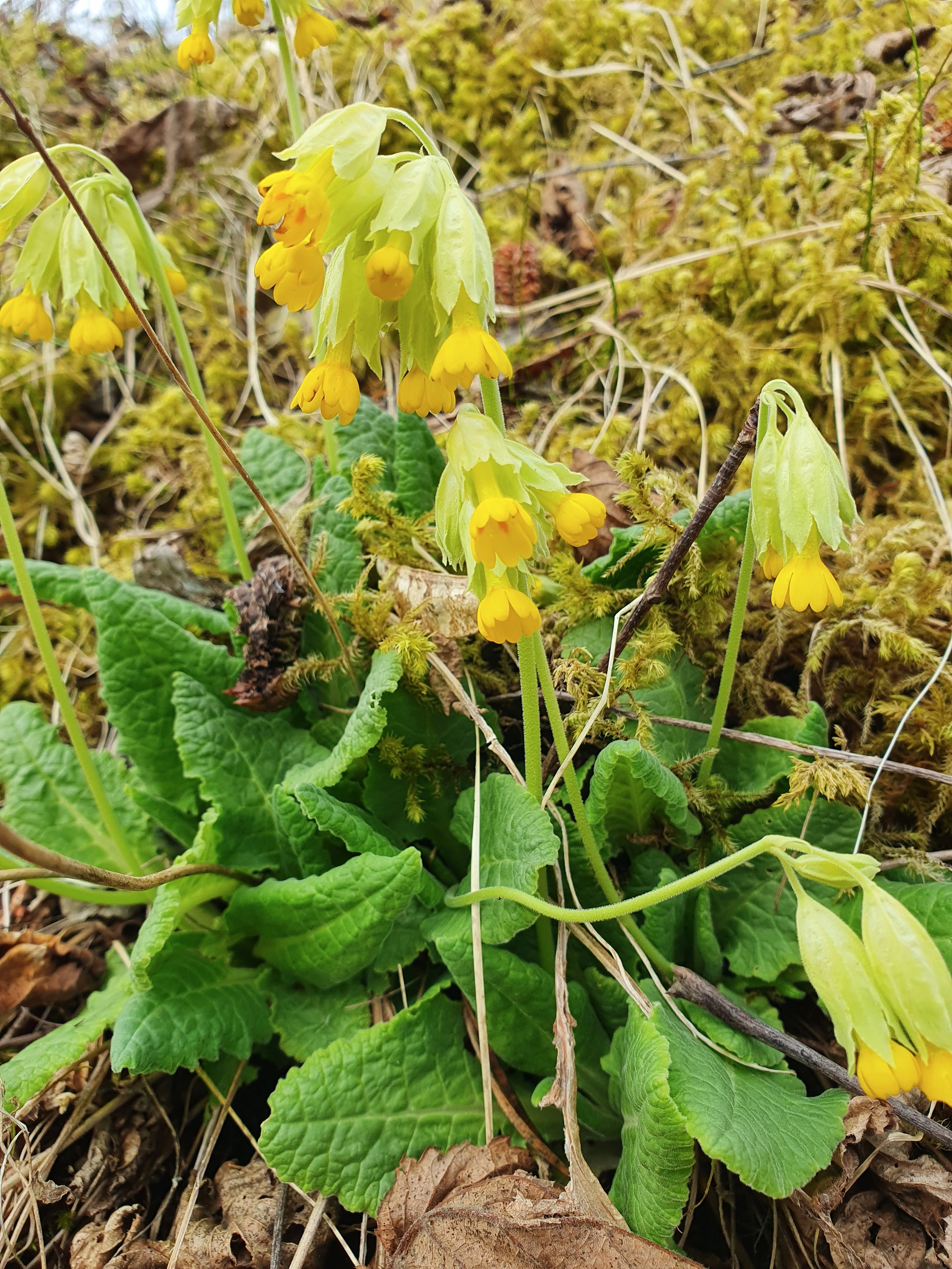 : Primula veris.