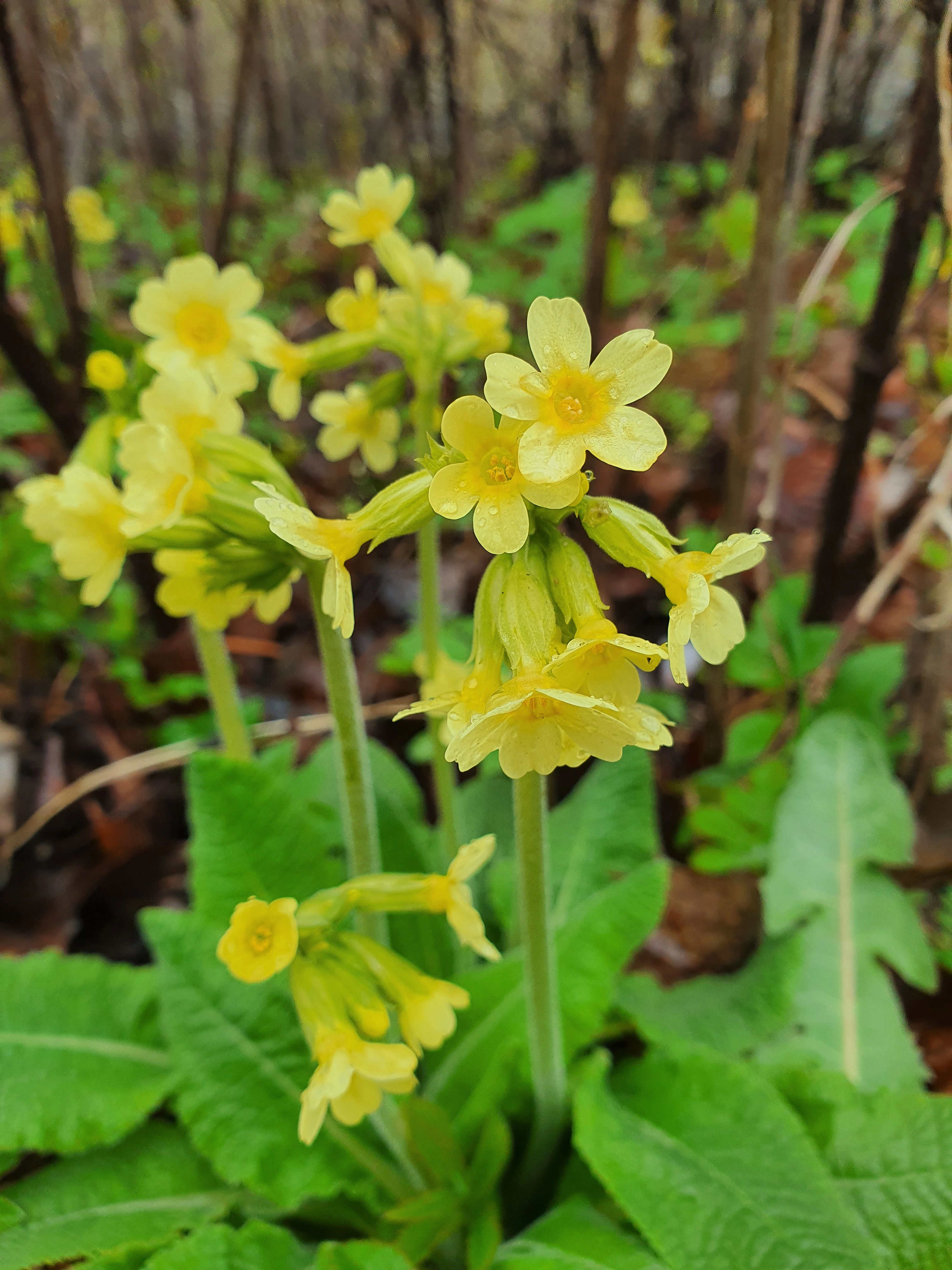 : Primula elatior.