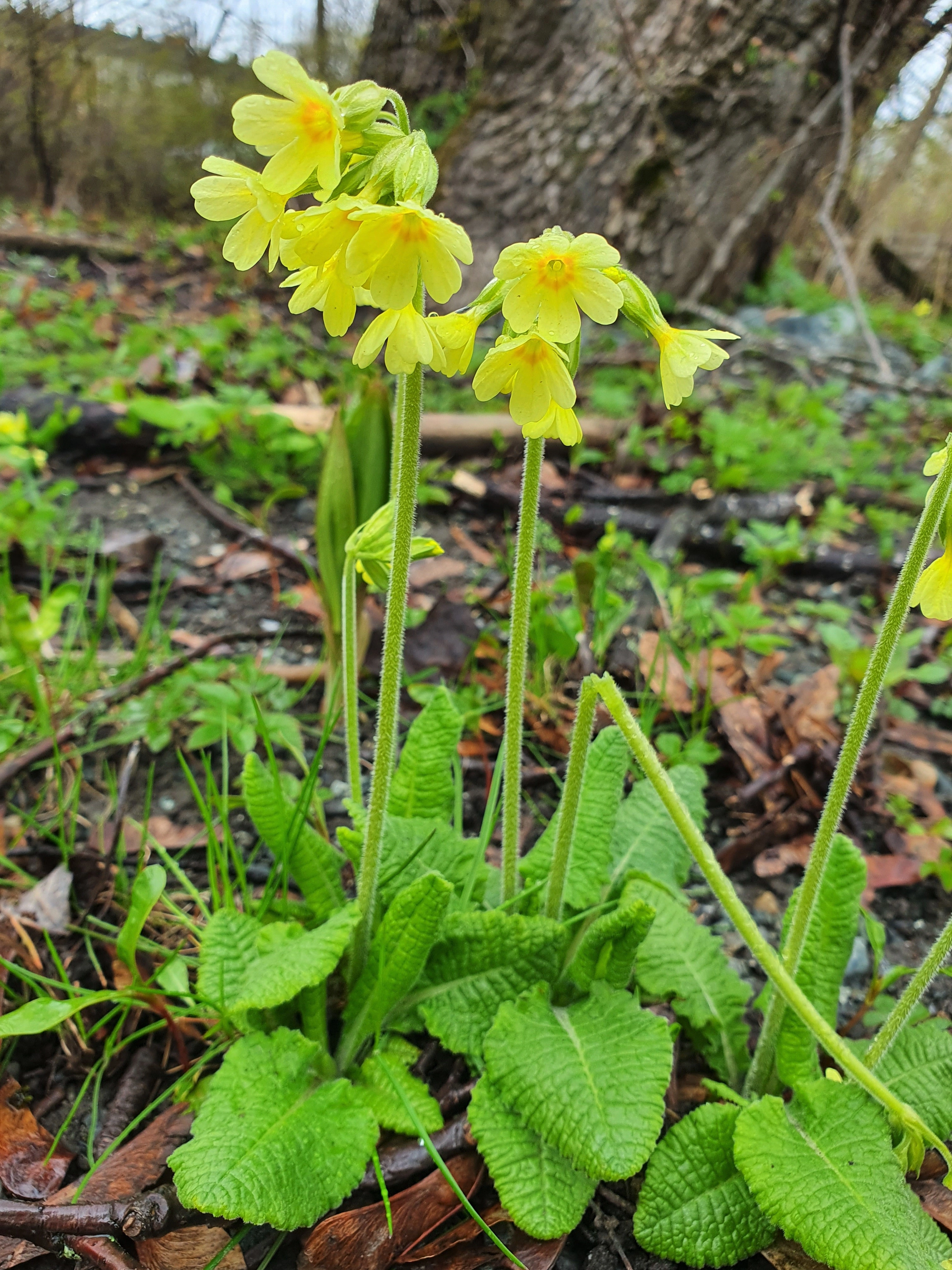 : Primula elatior.