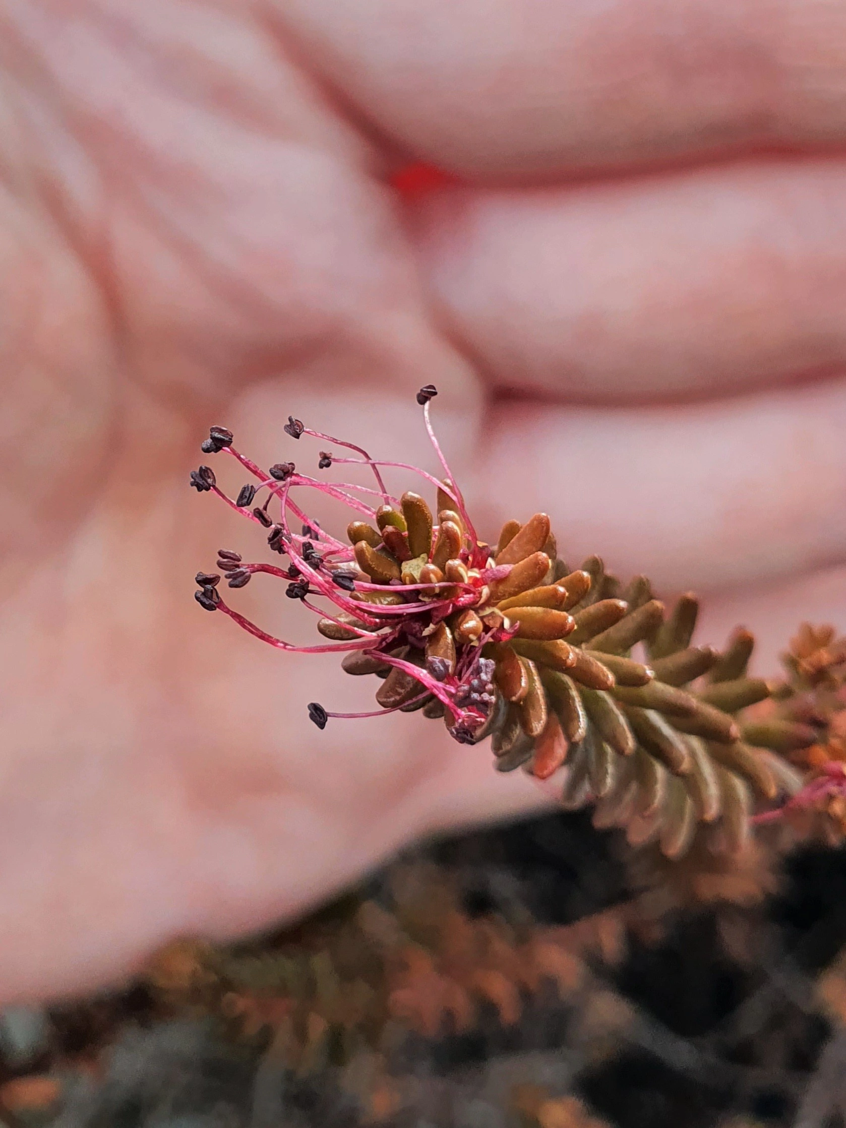 : Empetrum nigrum nigrum.