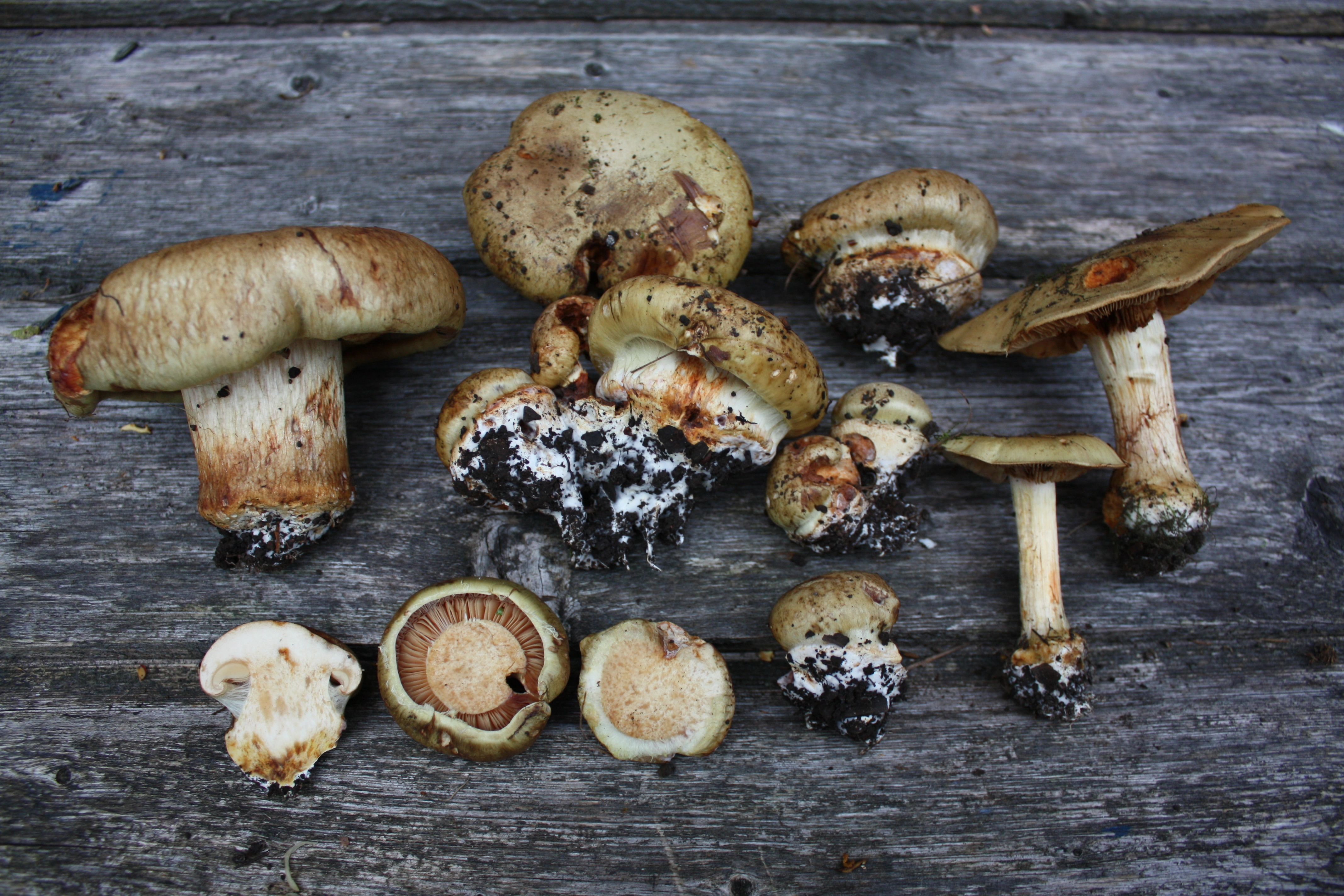 : Cortinarius flavovirens.