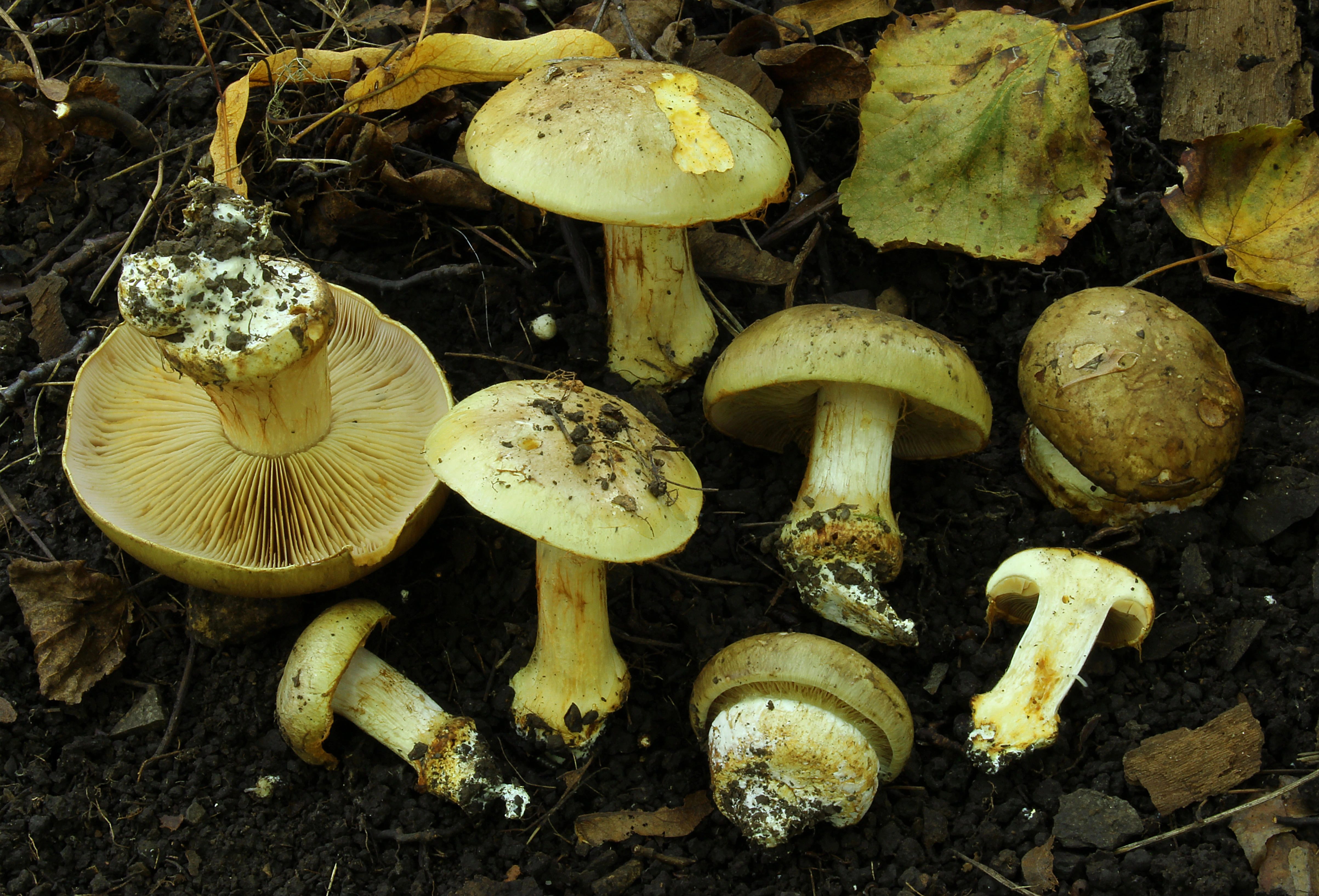 : Cortinarius flavovirens.