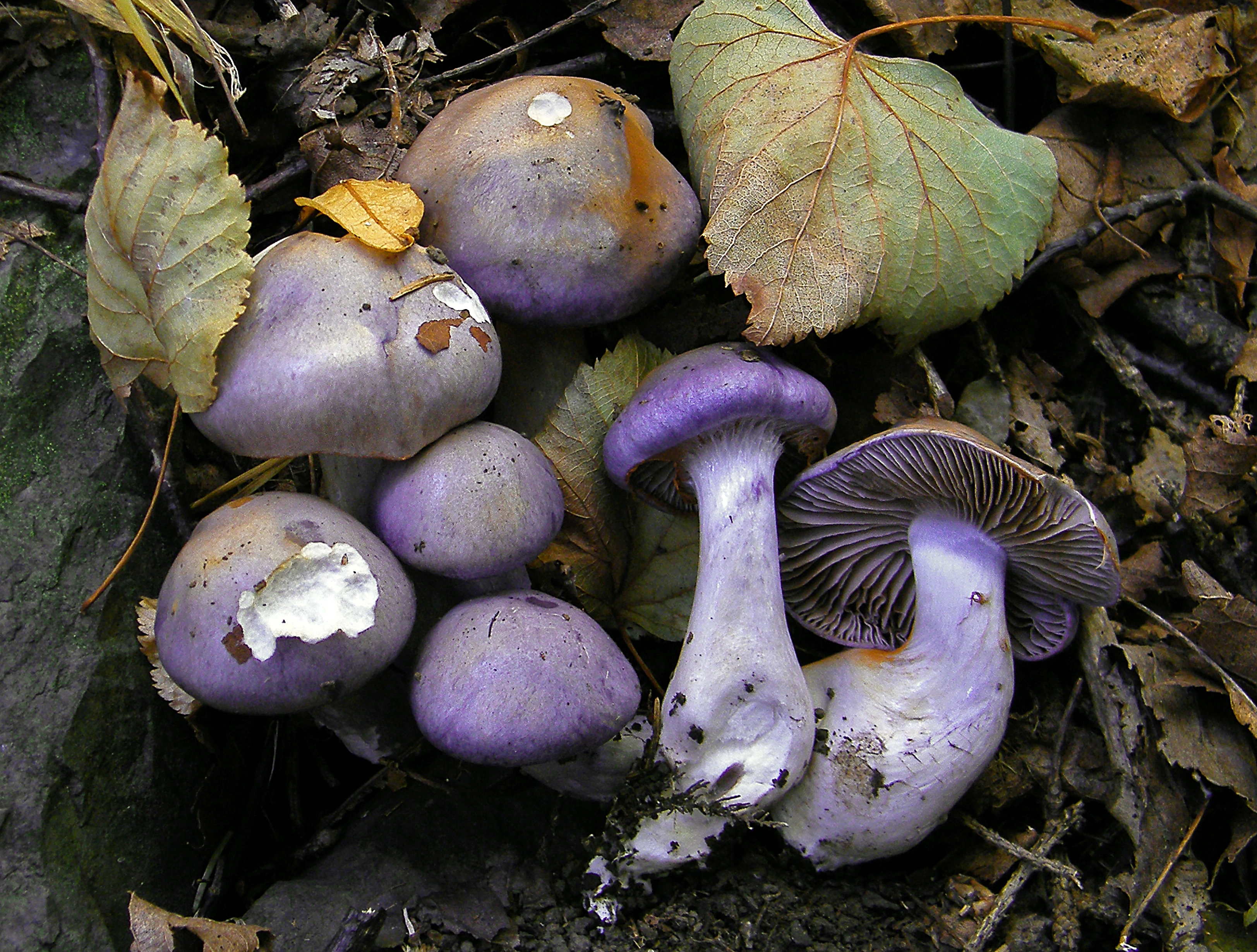 : Cortinarius salor.