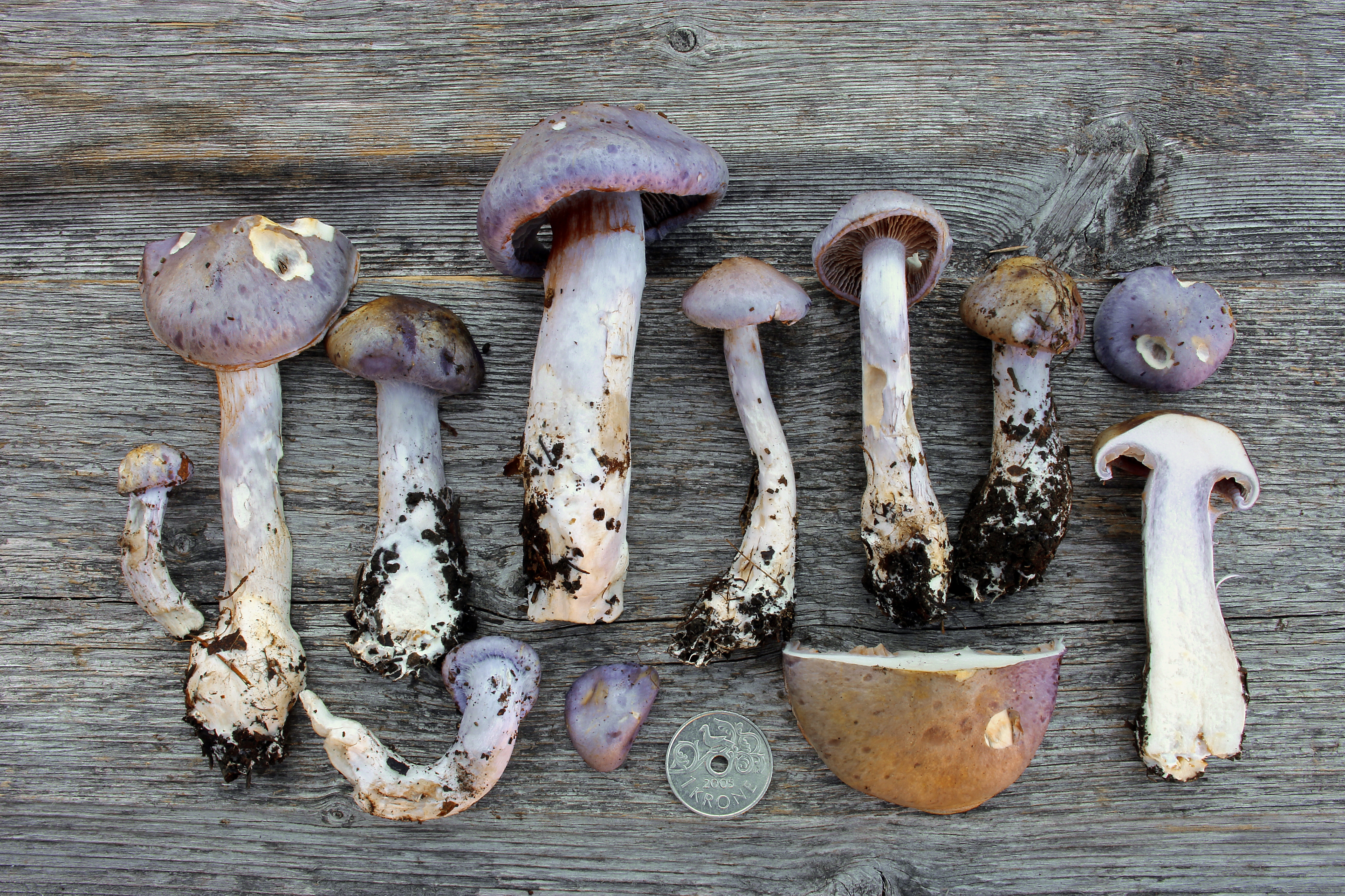 : Cortinarius salor.