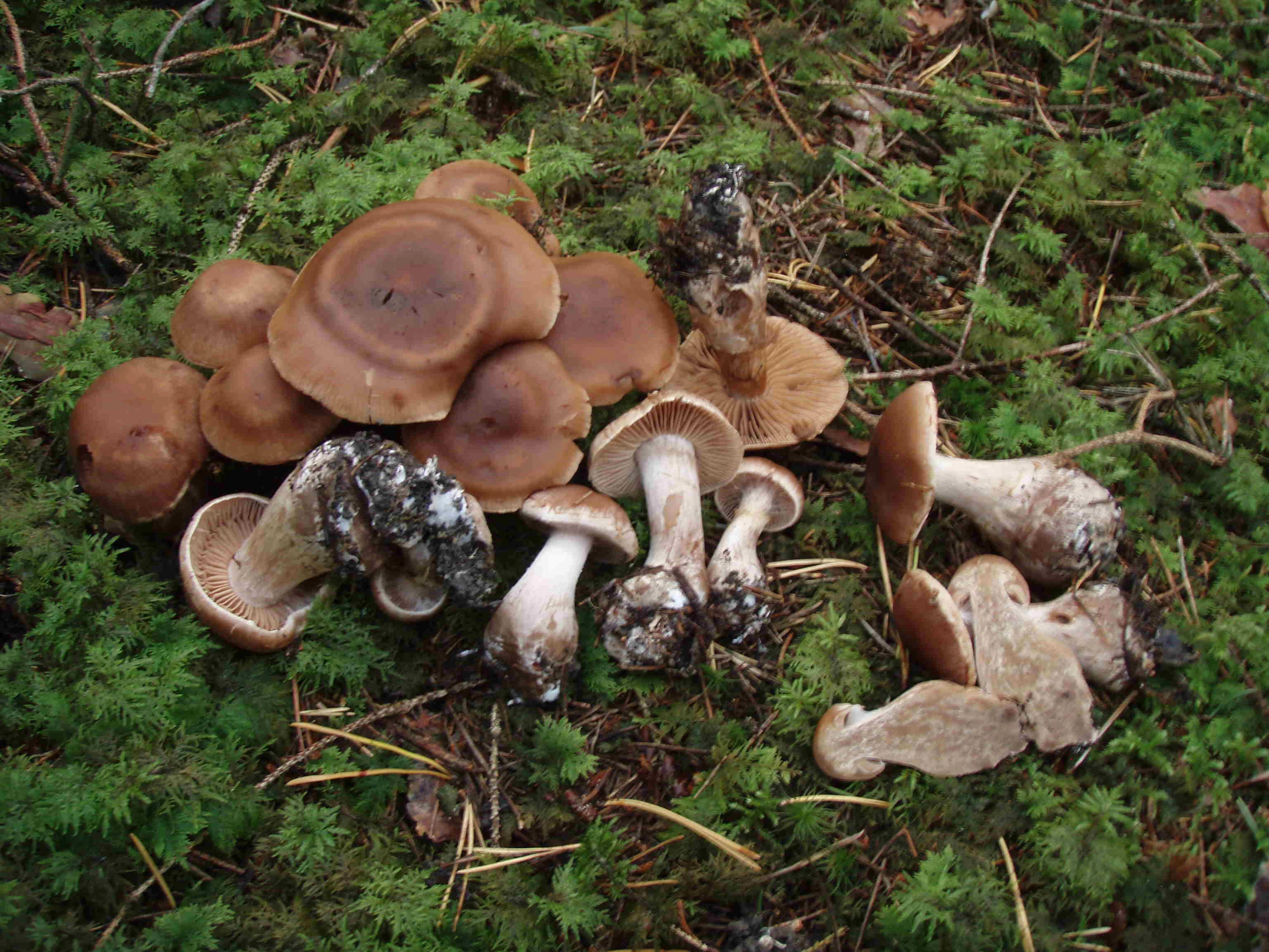 : Cortinarius anisochrous.