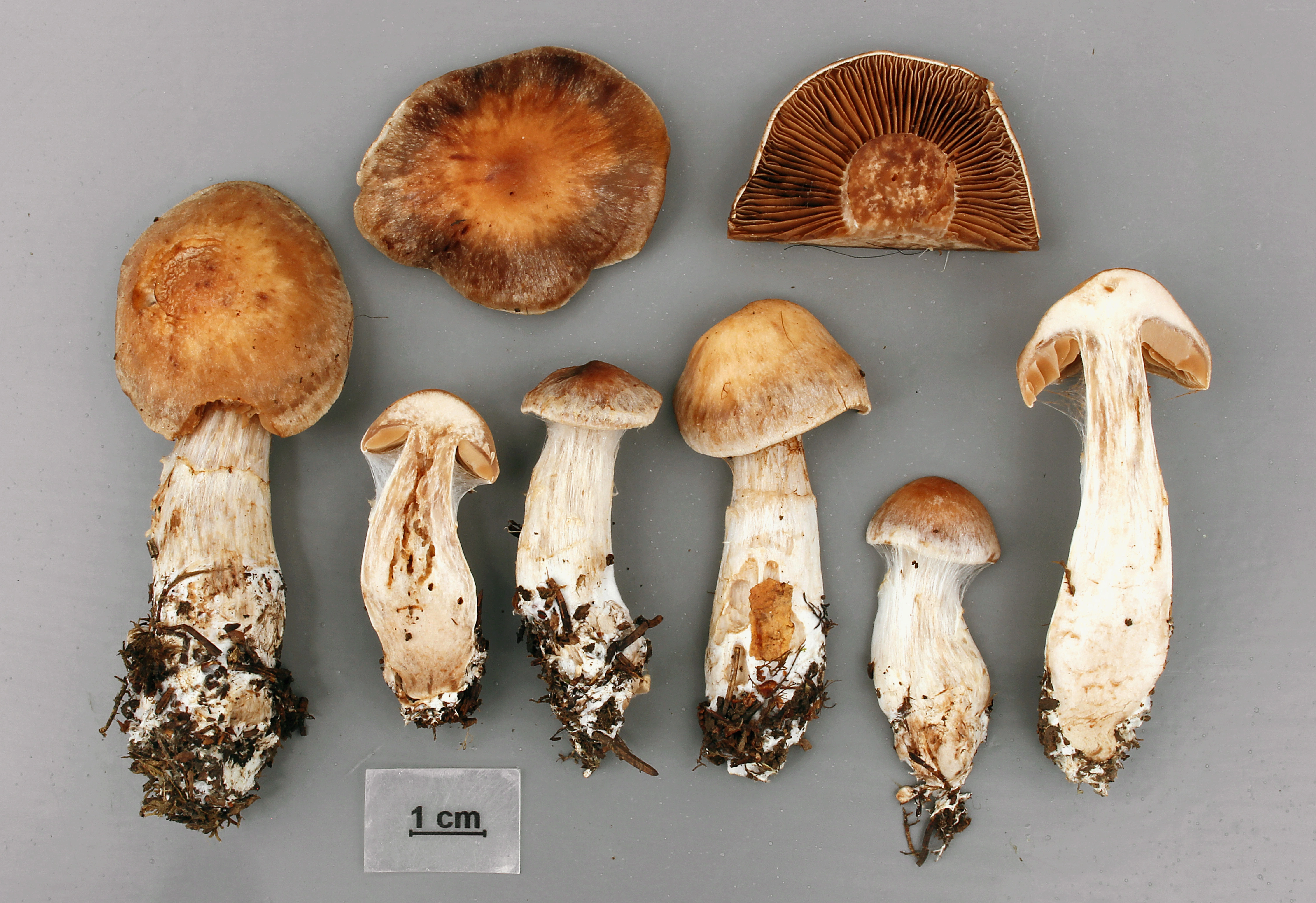 : Cortinarius anisochrous.