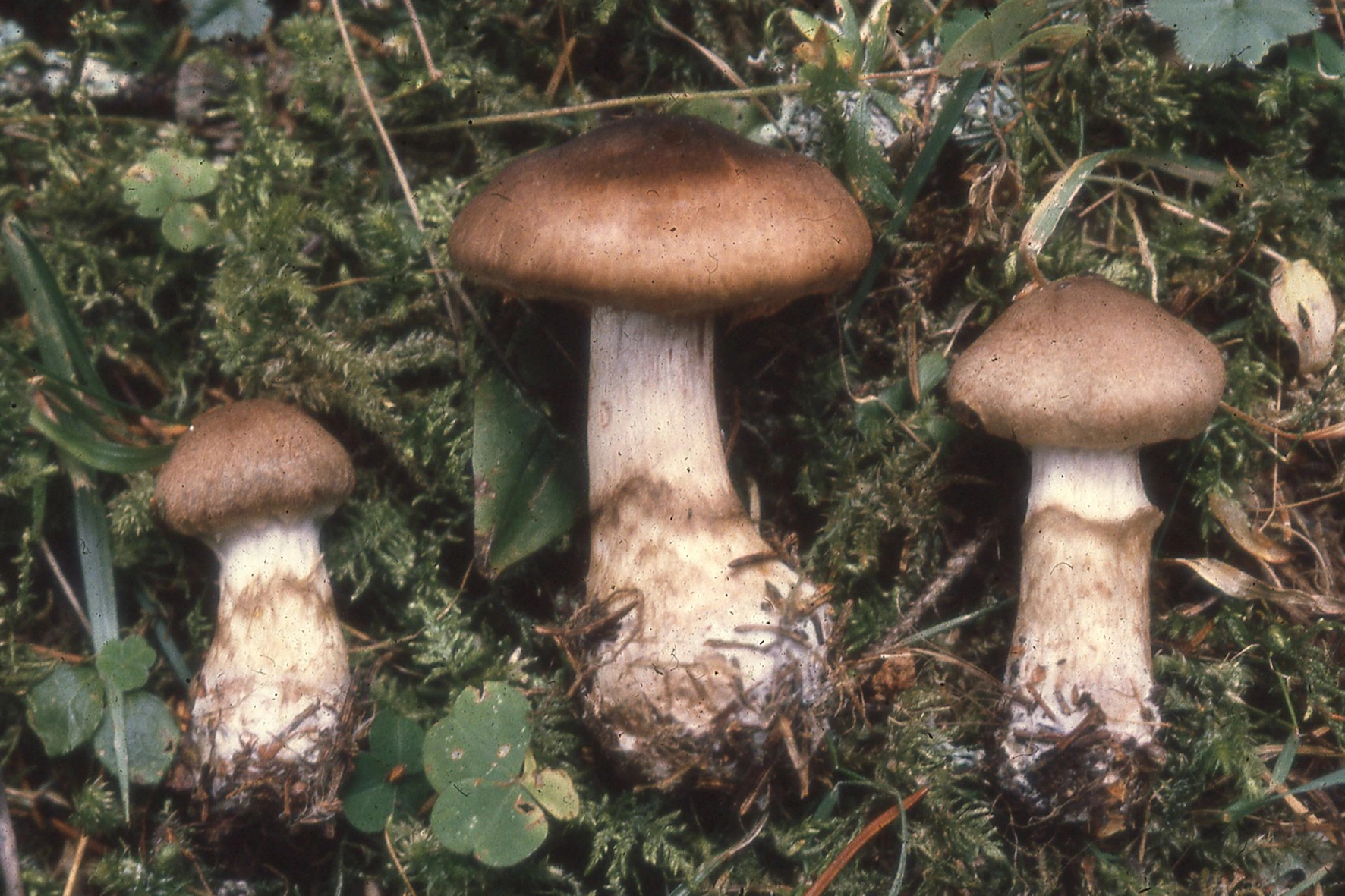 : Cortinarius fuscoperonatus.