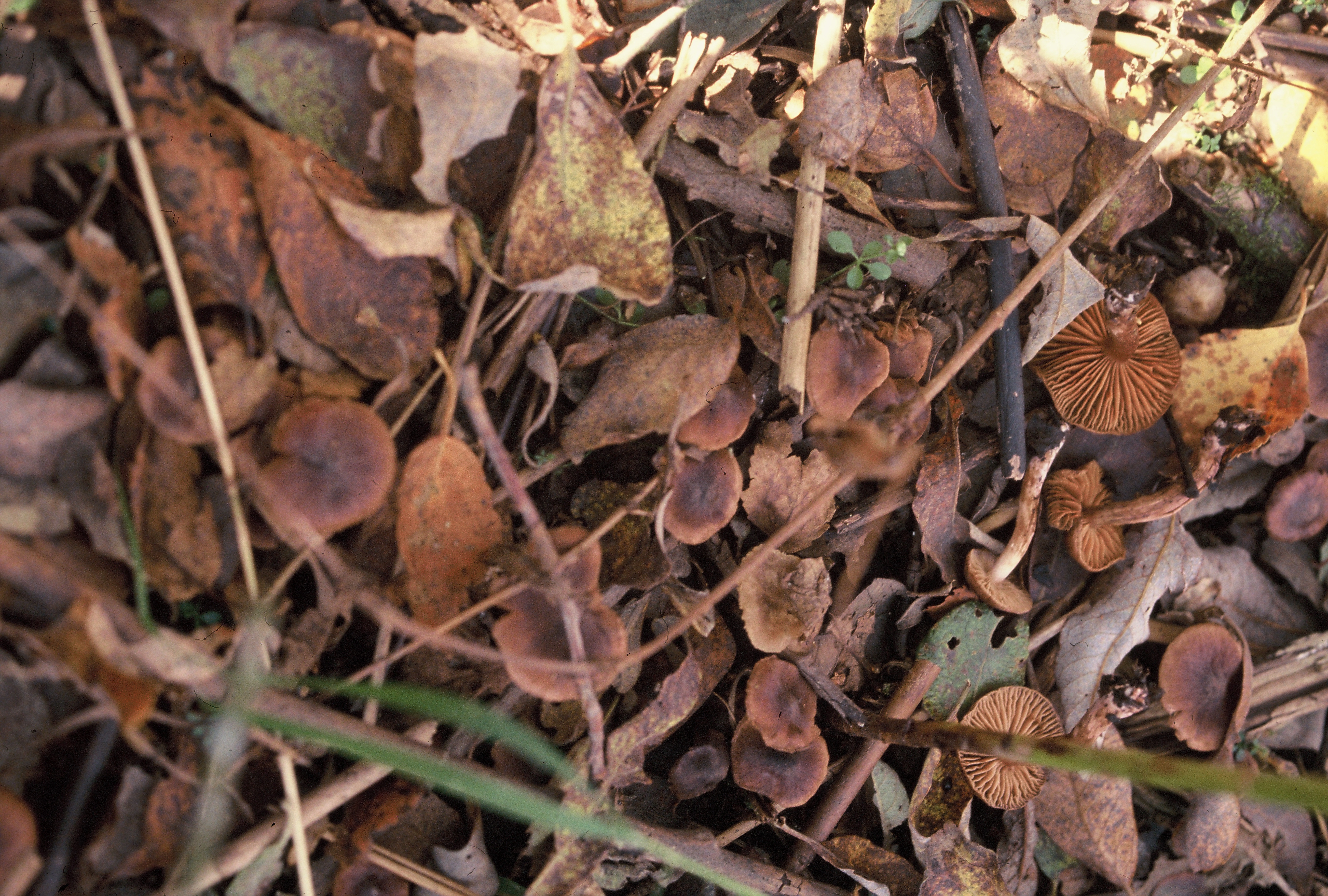 : Cortinarius salicticola.