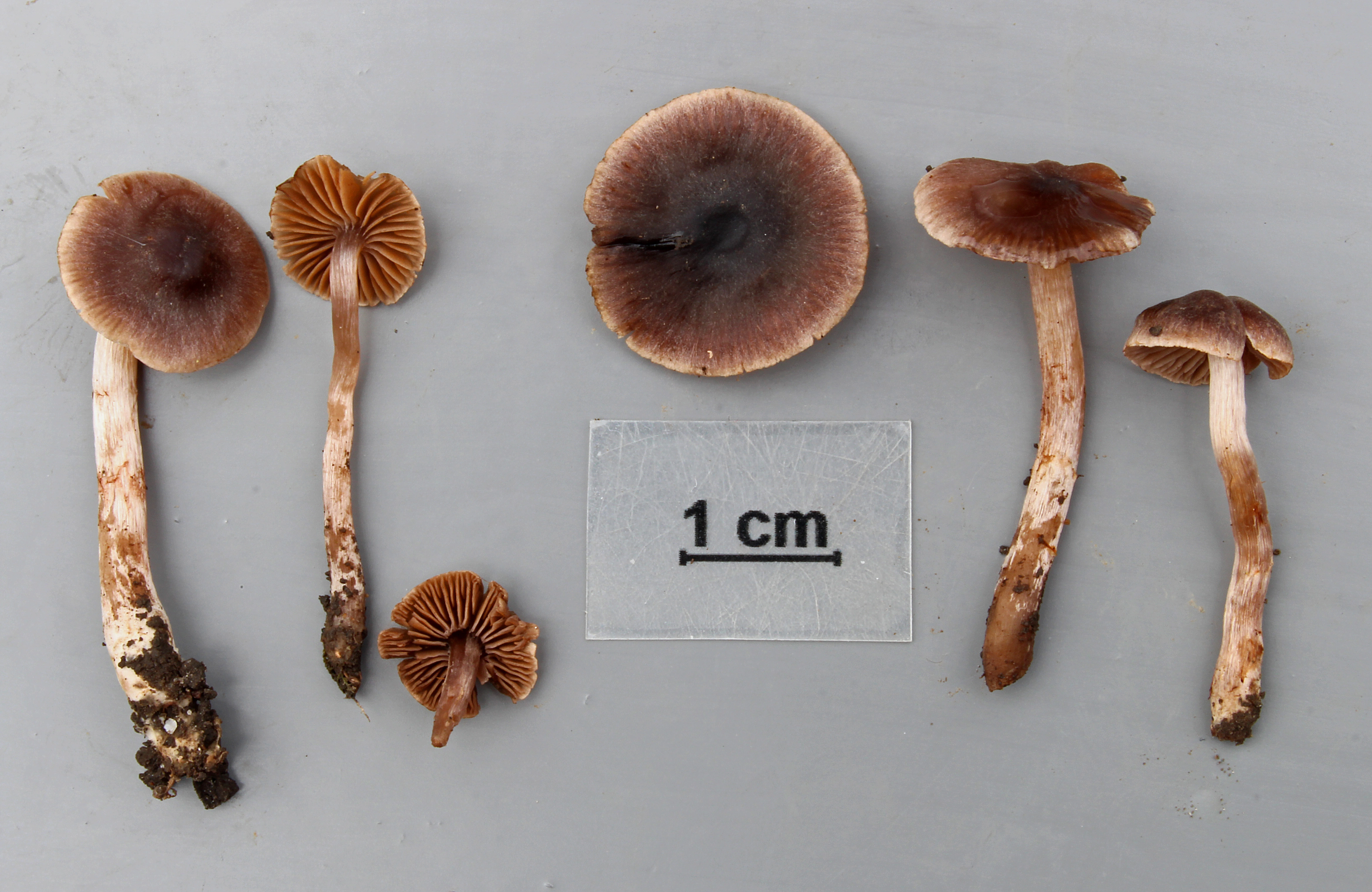 : Cortinarius umbrinobellus.