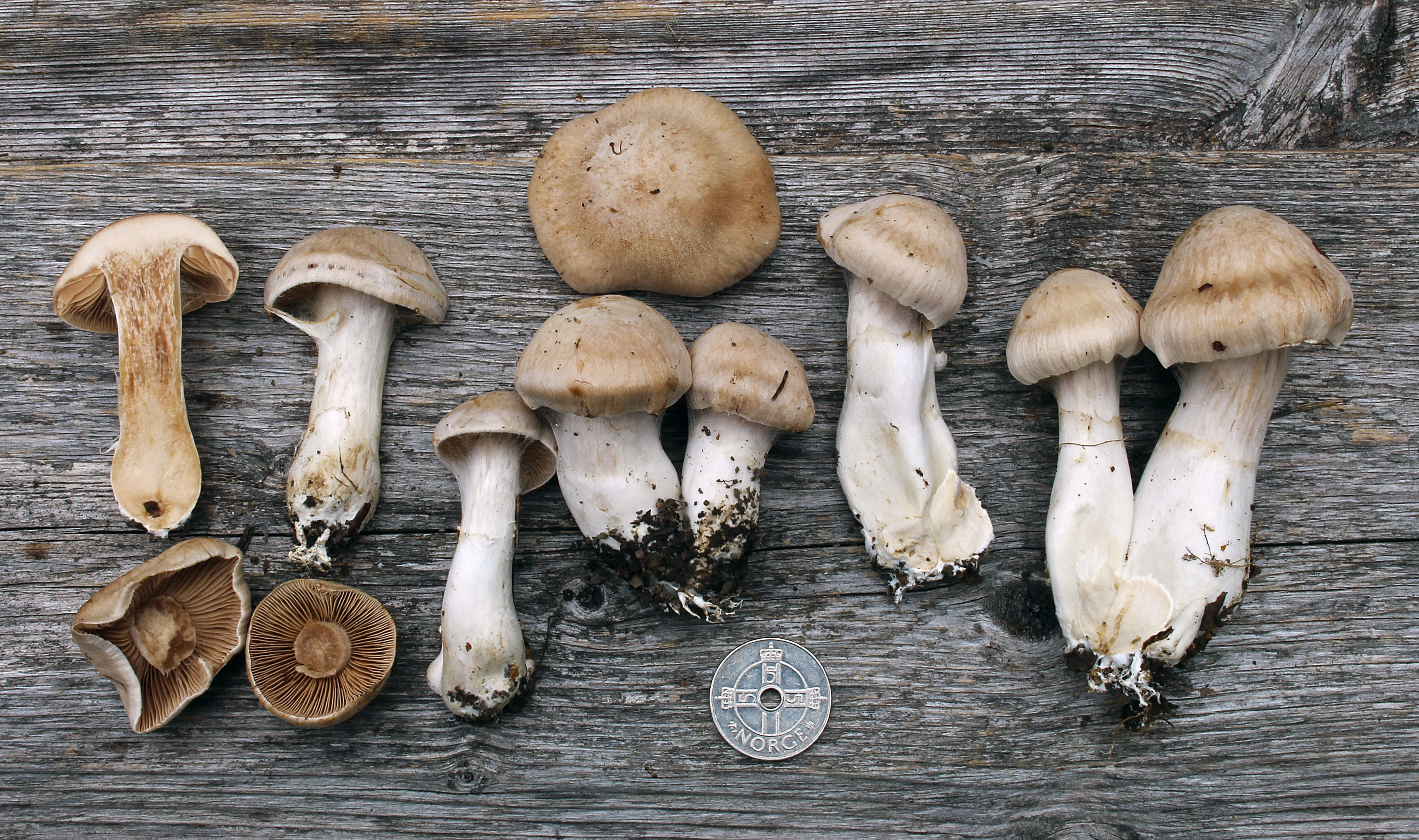 : Cortinarius urbicus.