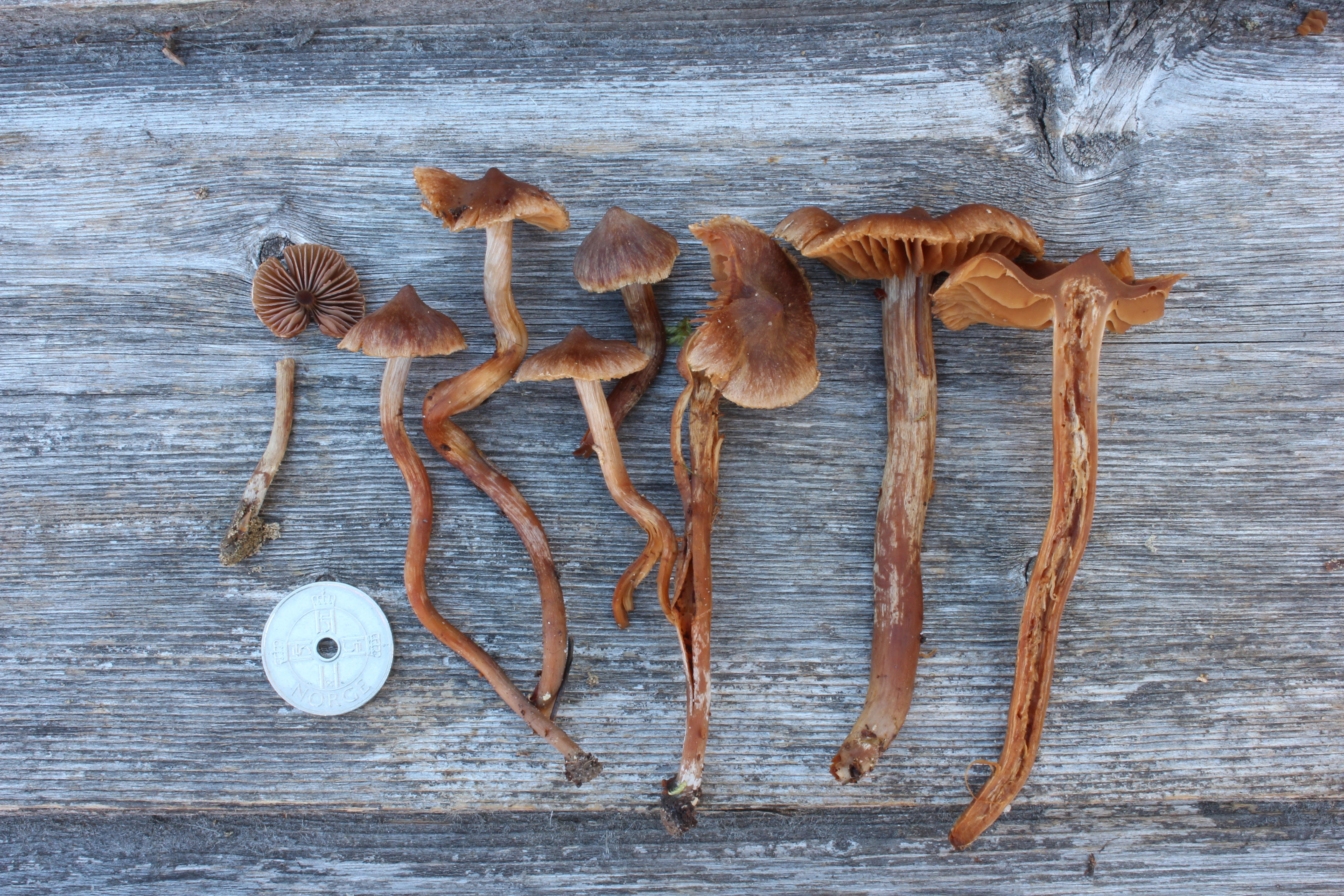 : Cortinarius violilamellatus.