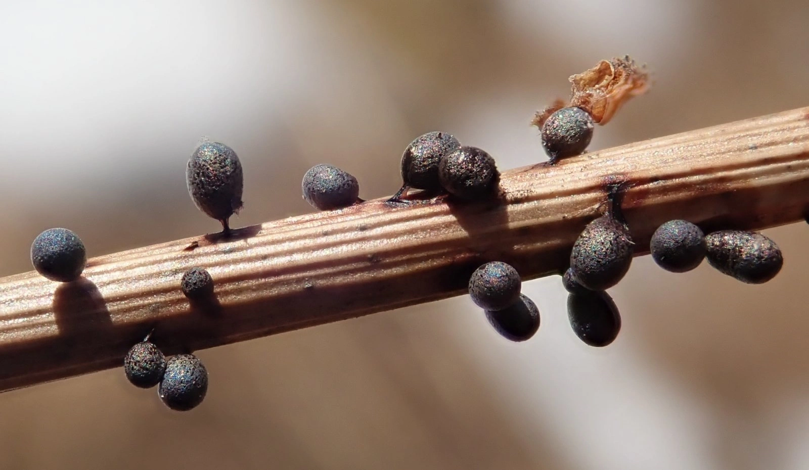 : Lamproderma echinosporum.