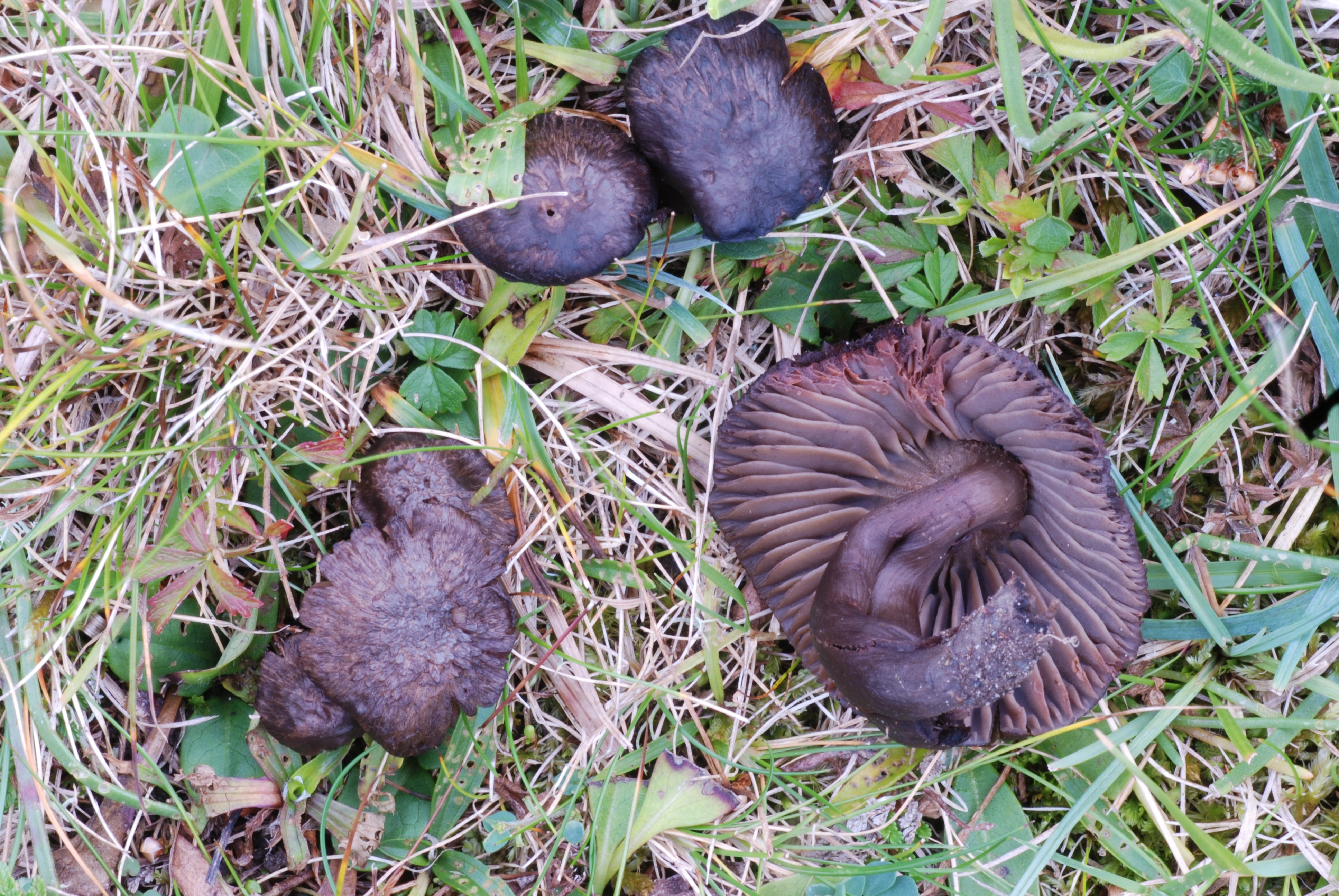 : Neohygrocybe ovina.