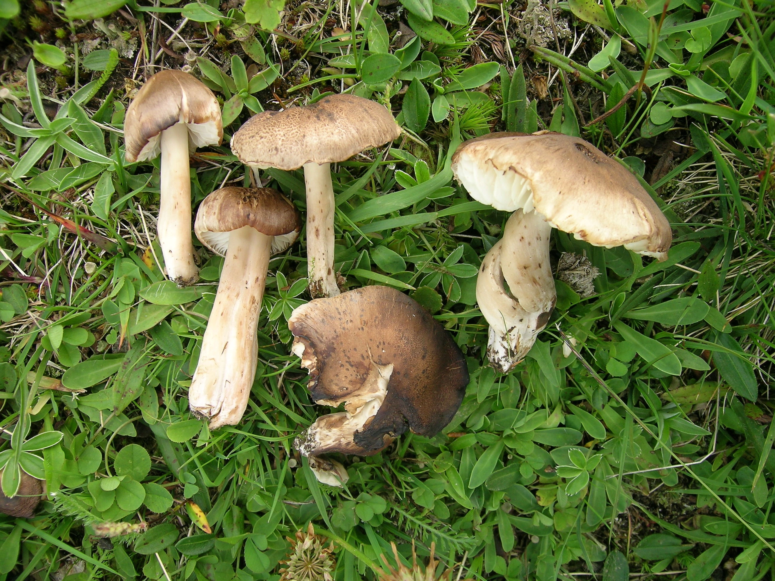 : Neohygrocybe ingrata.