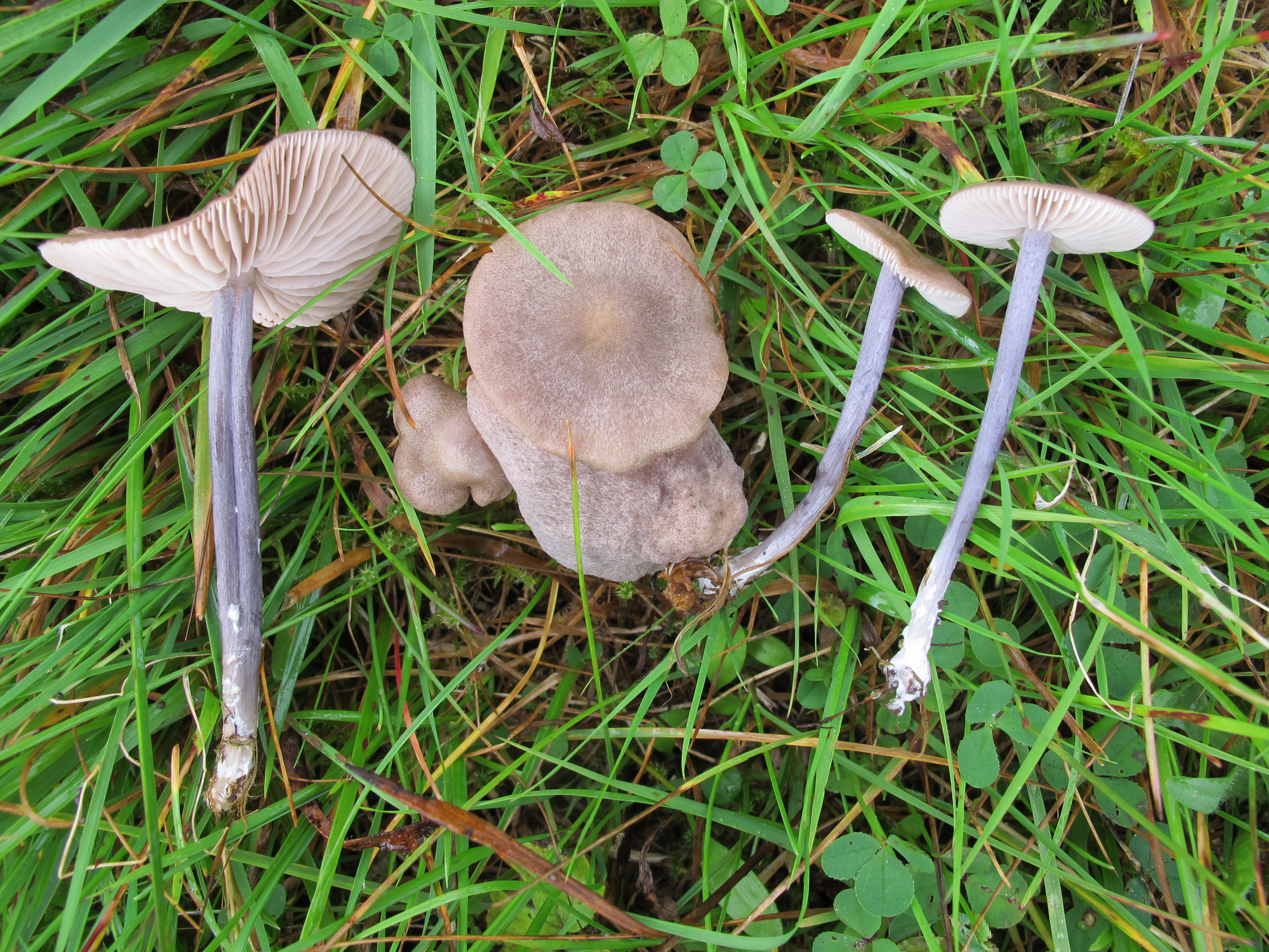 : Entoloma griseocyaneum.