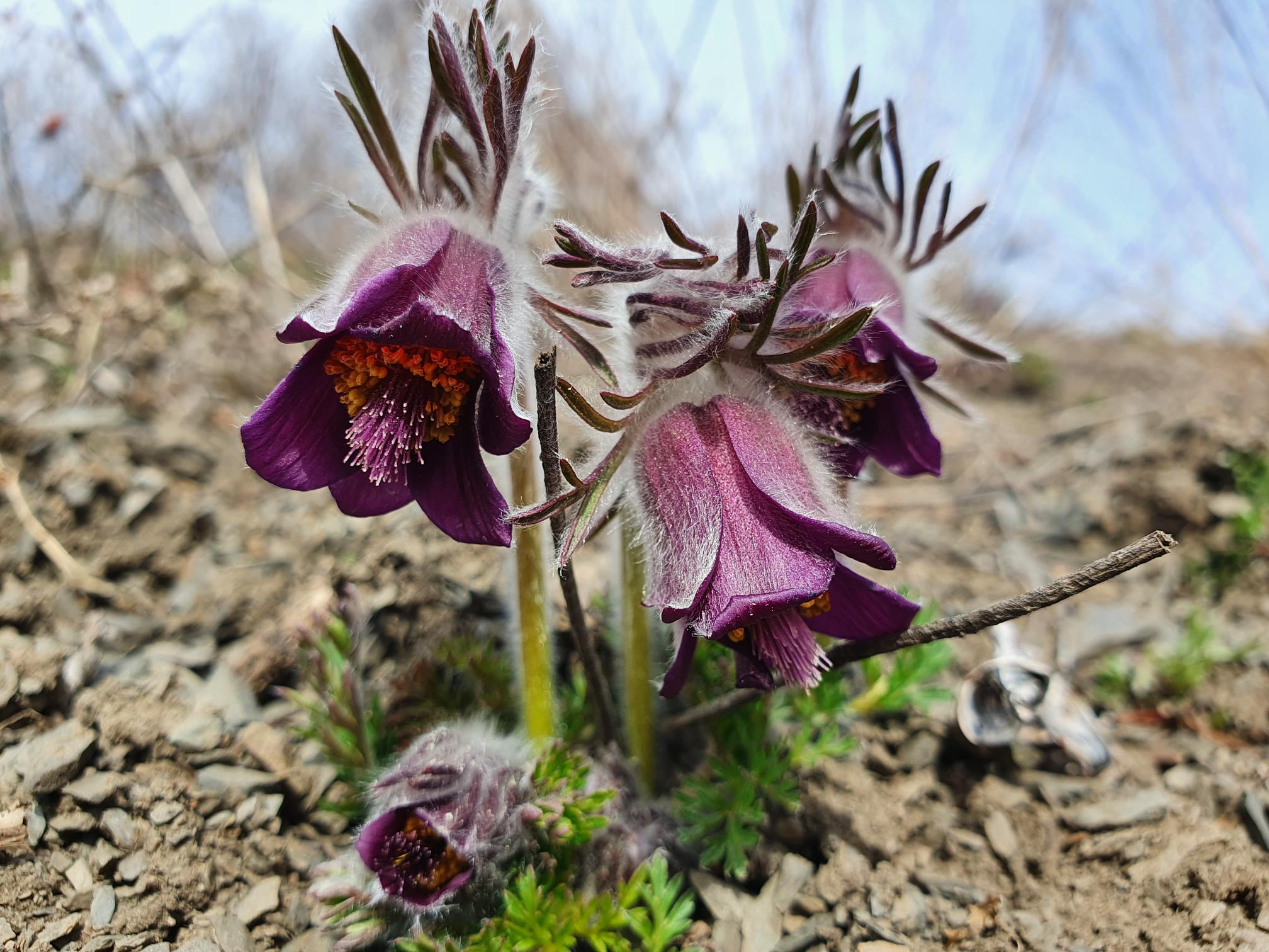 : Pulsatilla pratensis.