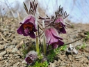 : Pulsatilla pratensis.