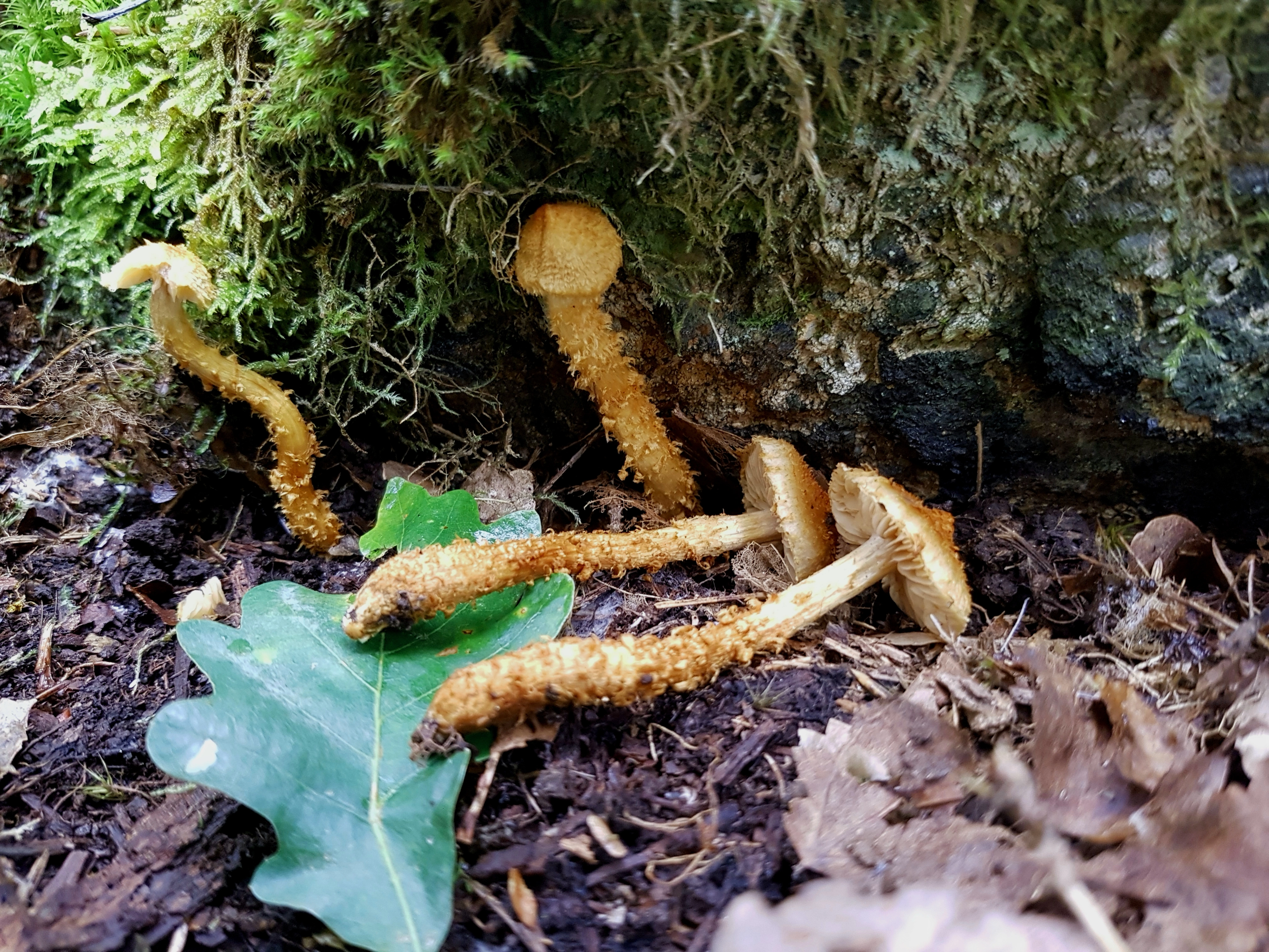 : Cortinarius humicola.