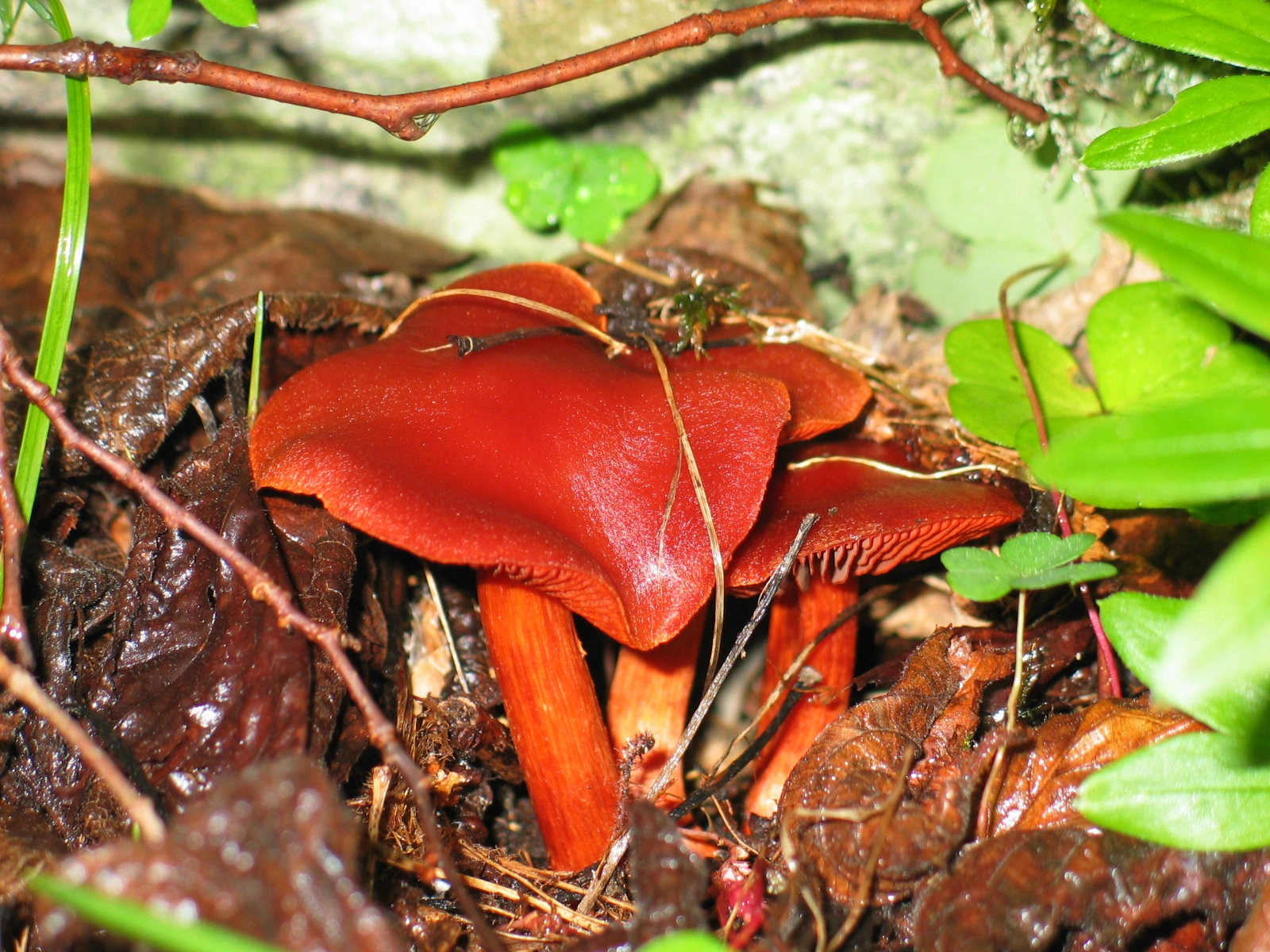 : Cortinarius cinnabarinus.